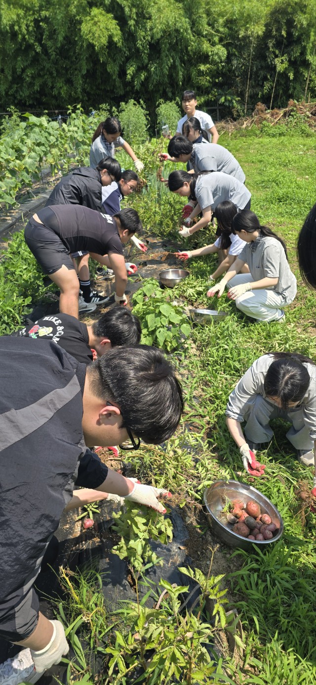 곤명중학교, 맛있는 환경 나눔 실천 ‘감자데이’ 운영 - 관련이미지2