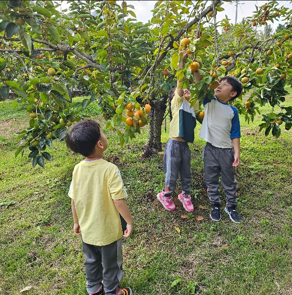 석전초등학교병설유치원, 창원단감테마공원 방문 및 고추장 만들기 체험 - 관련이미지2