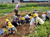 창녕유치원 텃밭에서 맛보는 수확의 즐거움 '유-보통합 텃밭 체험 프로그램 '꼬마 농부들의 감자 캐기'  - 관련이미지3