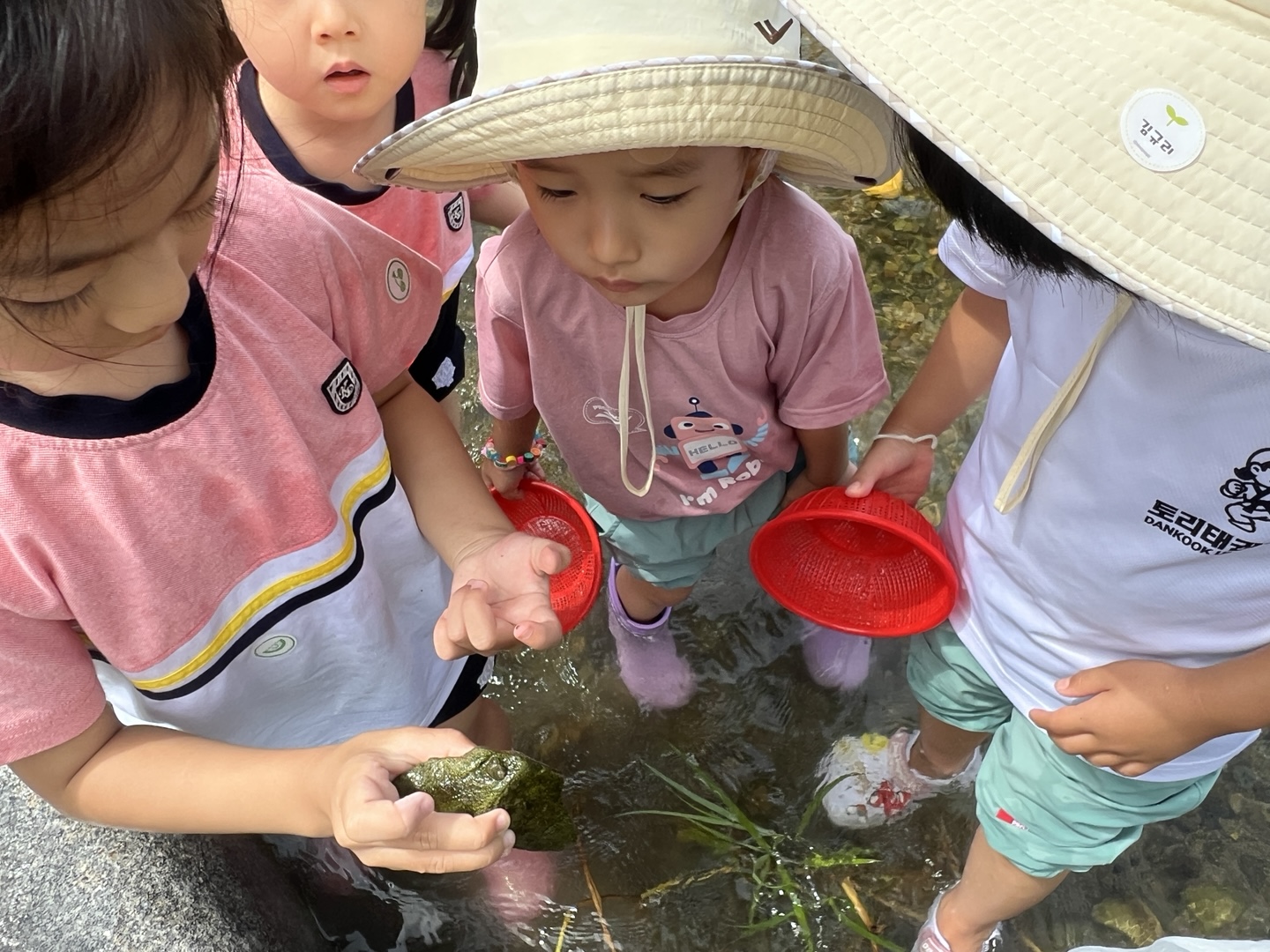 진해냉천초등학교병설유치원, 인근 유치원과 함께하는 ‘신이천 냇가 생태 체험’ 실시 - 관련이미지2