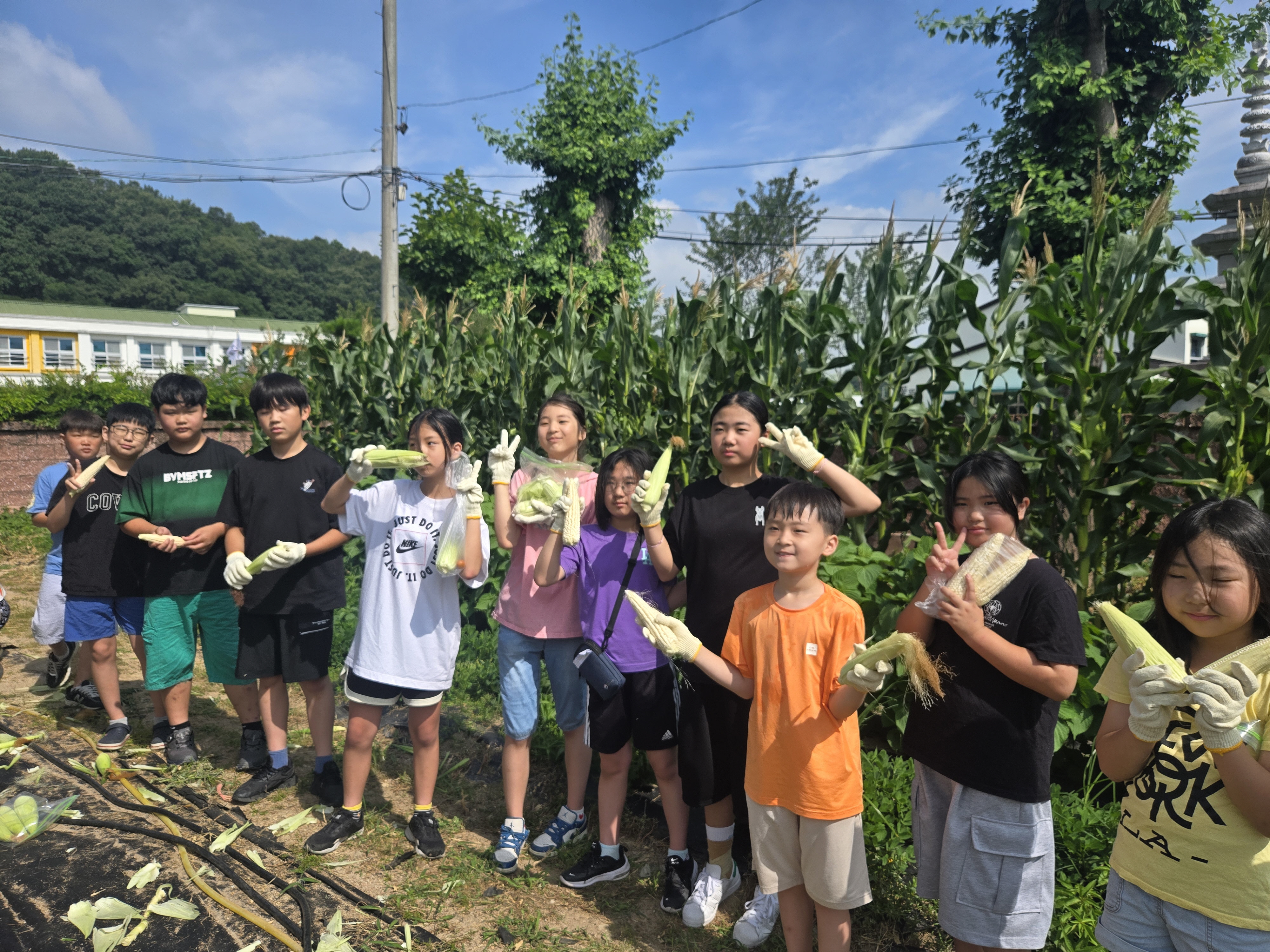함안초, 더운 날씨에도 옥수수 수확에 신나요! - 관련이미지1