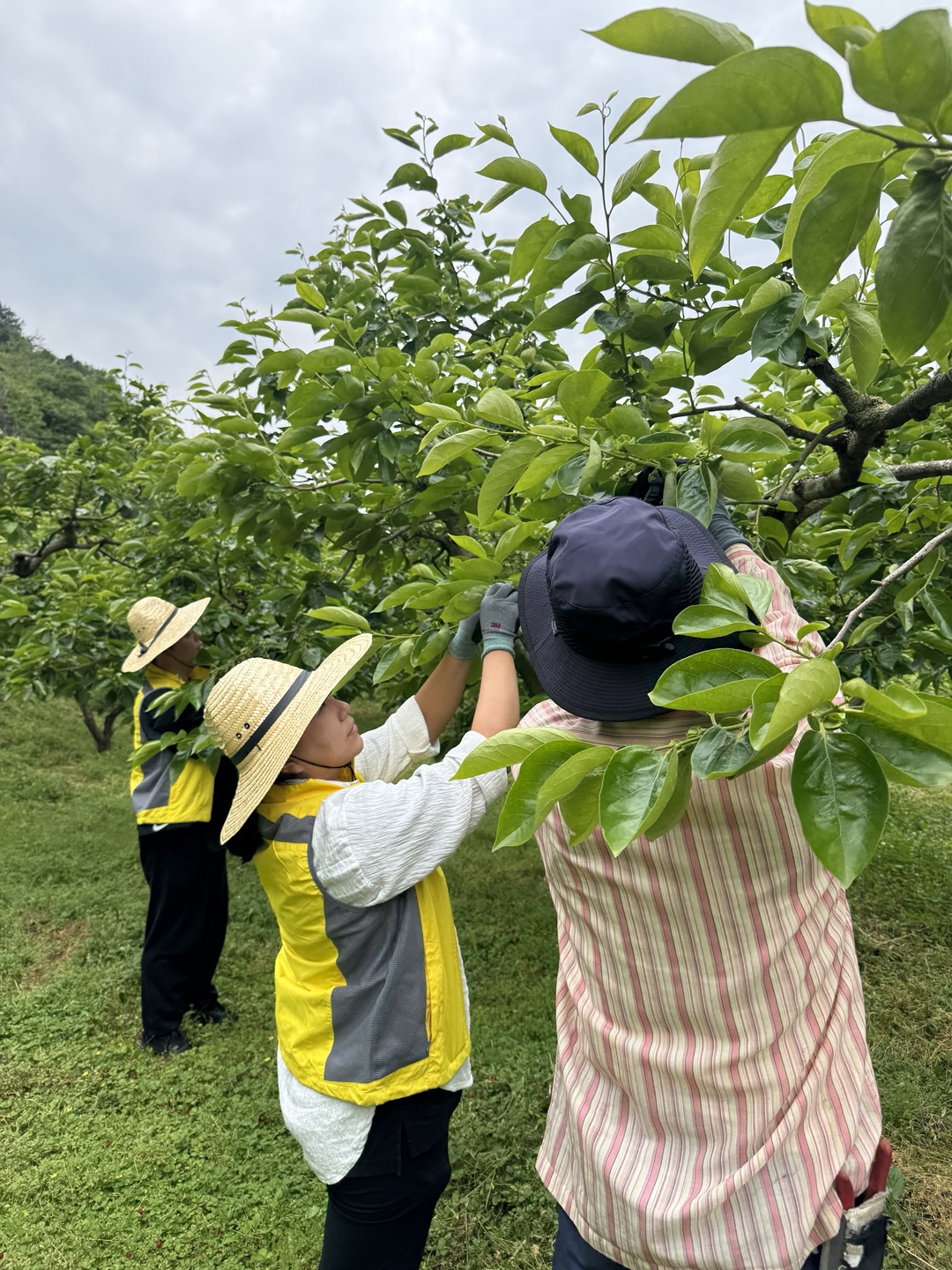 사천교육지원청, 감꽃 솎고 청렴 키우고 - 관련이미지2