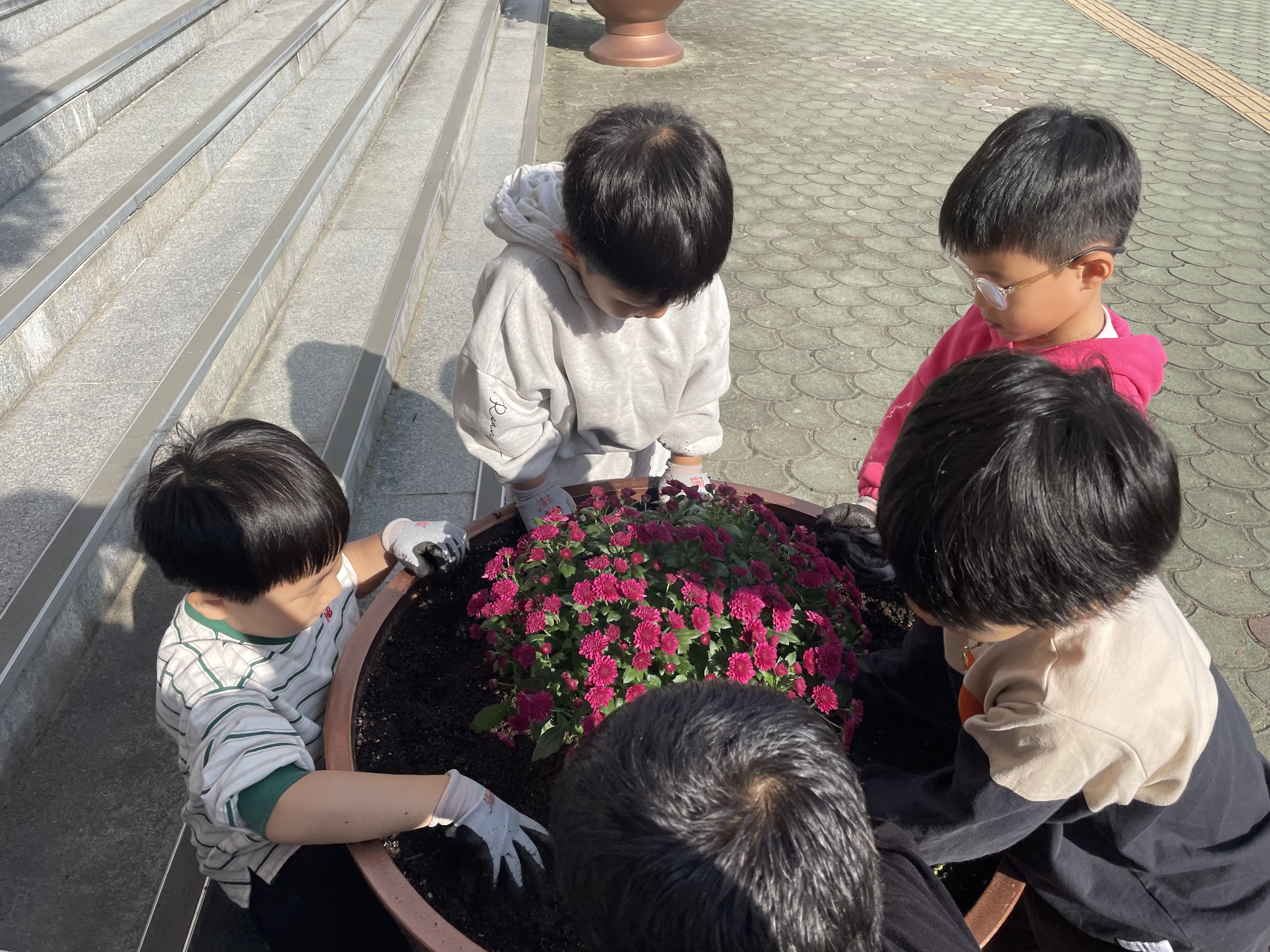 안민초병설유, 우리들의 국화 축제 - 관련이미지1