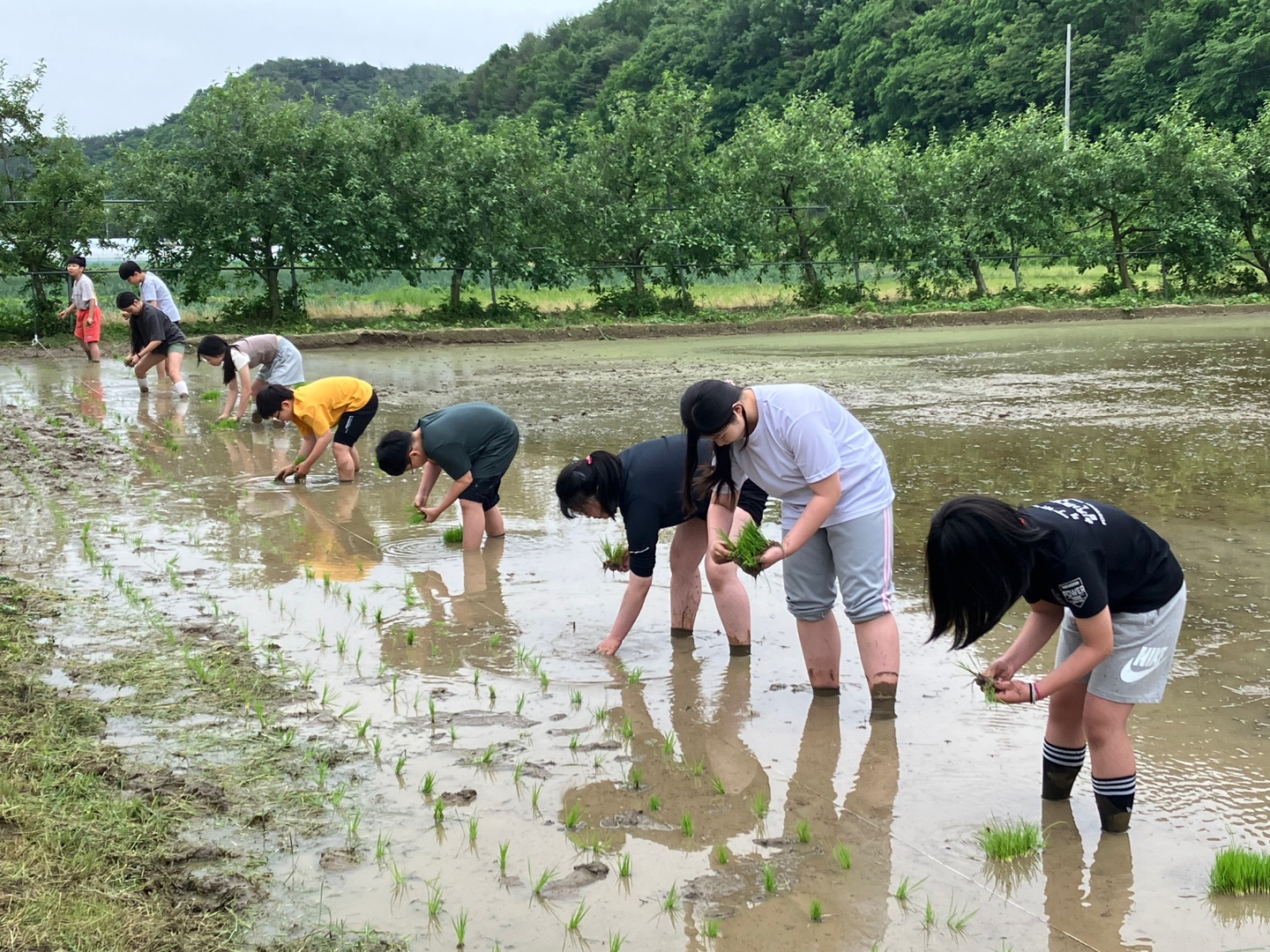 봉곡초,“손 모내기 체험 활동 참여” - 관련이미지1