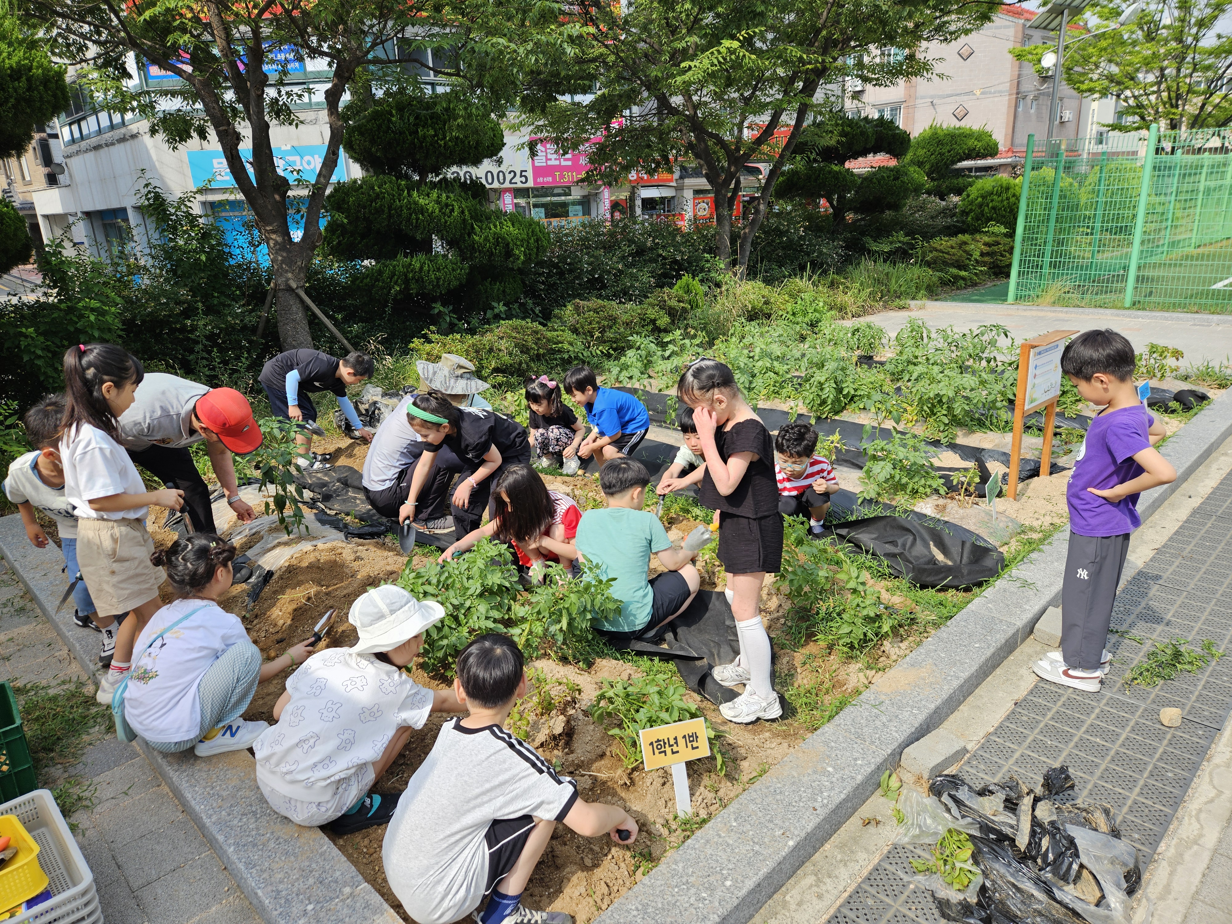 김해 외동초등학교 감자동산 감자 수확 (3월에 심은 감자, 결실을 맺어 1학년 학생들의 품으로) - 관련이미지2