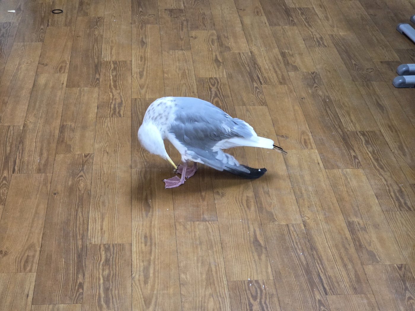 거제 사등초 환경동아리, 부상당한 갈매기 구조 - 관련이미지2