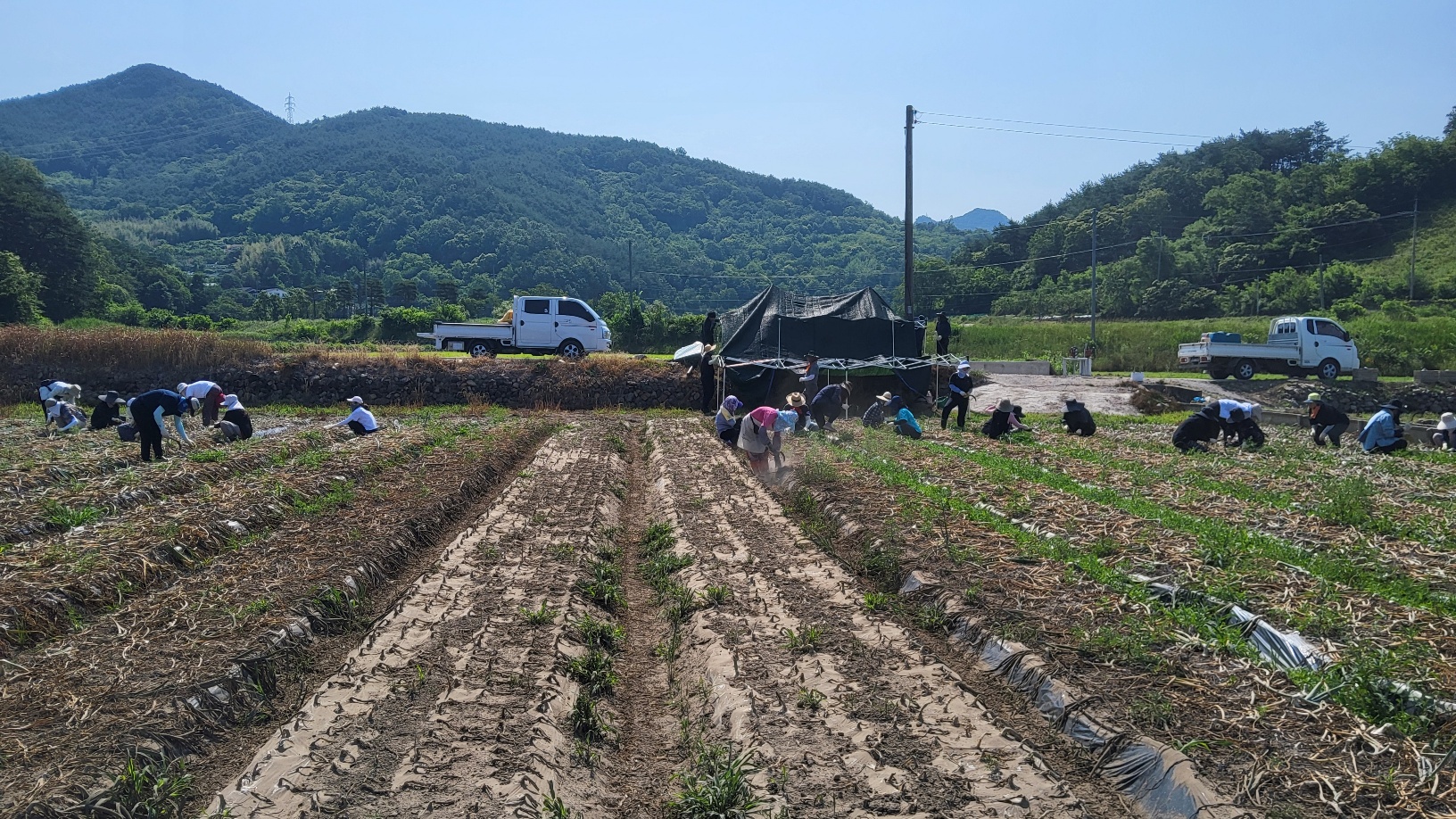산청교육지원청, 농번기 일손 부족한 농가 찾아 나서 - 관련이미지2