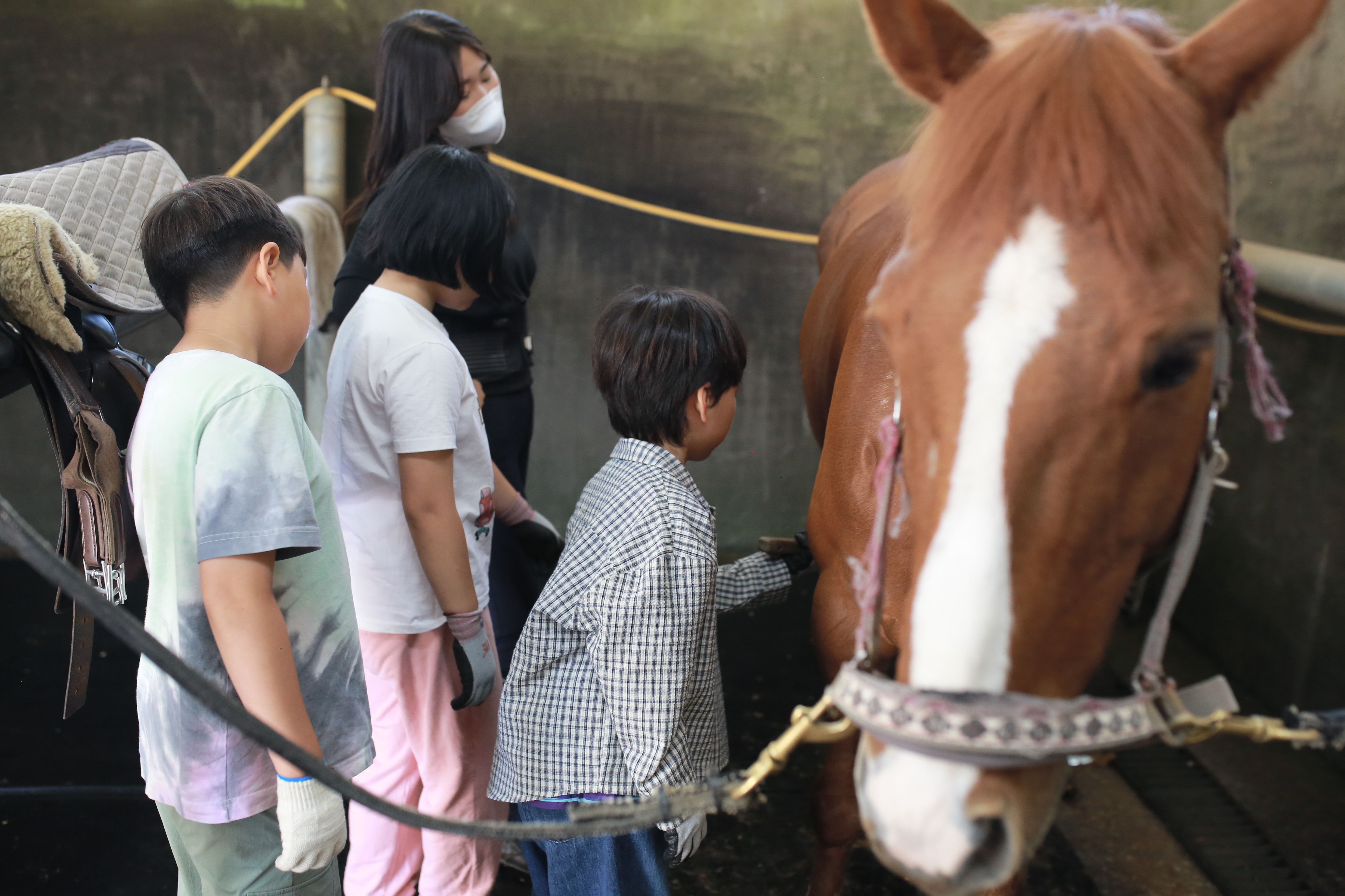 대동초, ‘말(馬)과 함께 꿈을 향해 달려요’…2026학년도 ‘학교체육 승마교육’ 개시 - 관련이미지2
