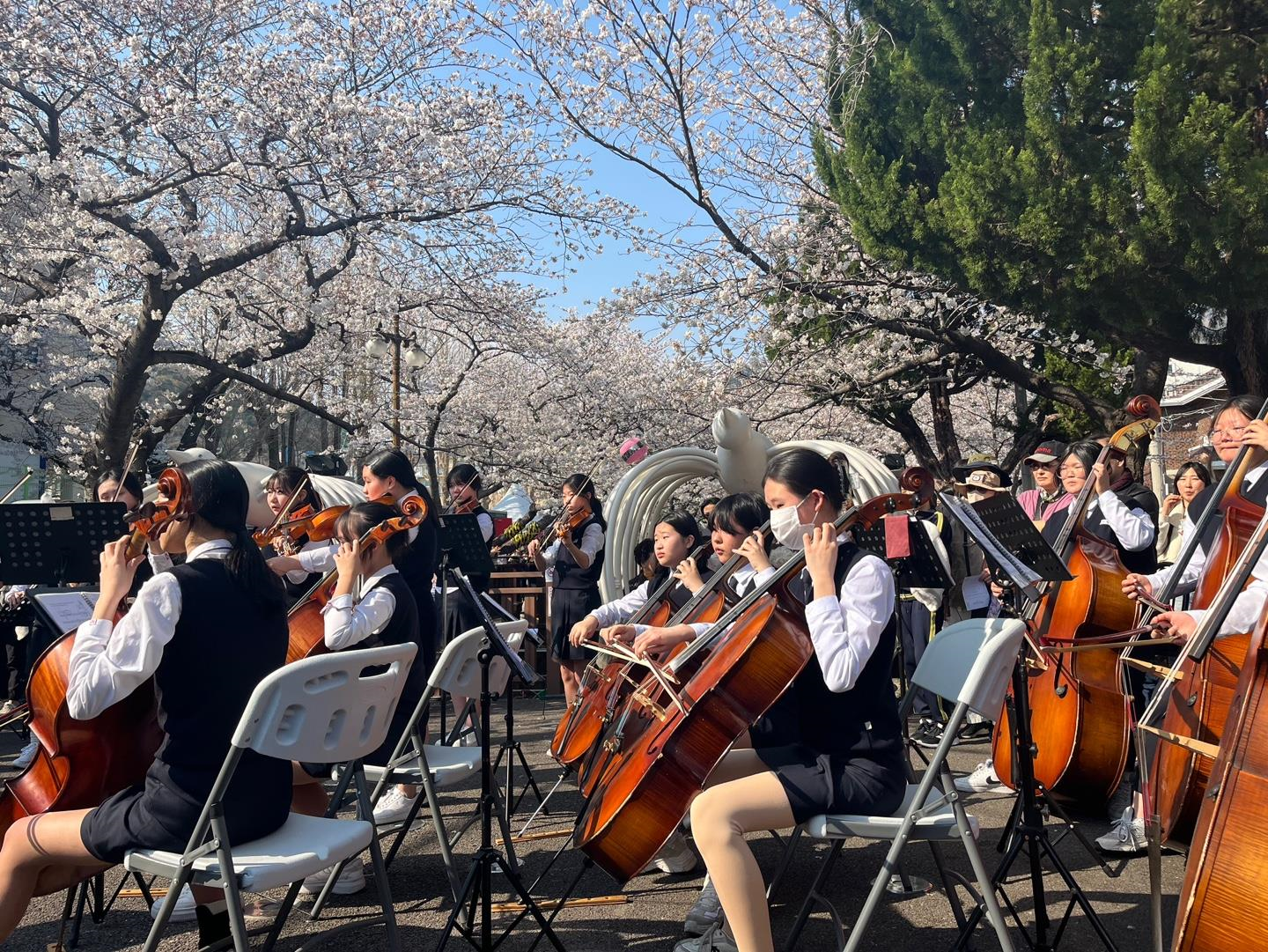 '진해여중, 벚꽃과 어우러진 음악으로 꽃피운 음악회 개최’ - 관련이미지2