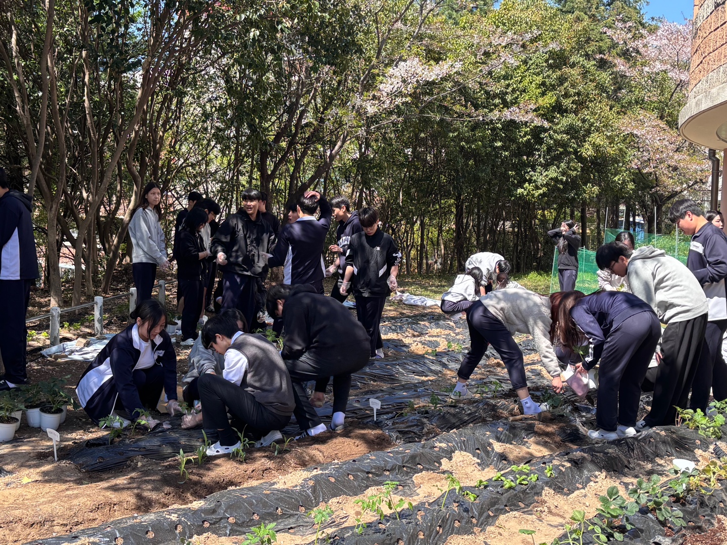 창원용호고, 학교 텃밭 가꾸기로 생태전환교육 본격 실천 - 관련이미지1