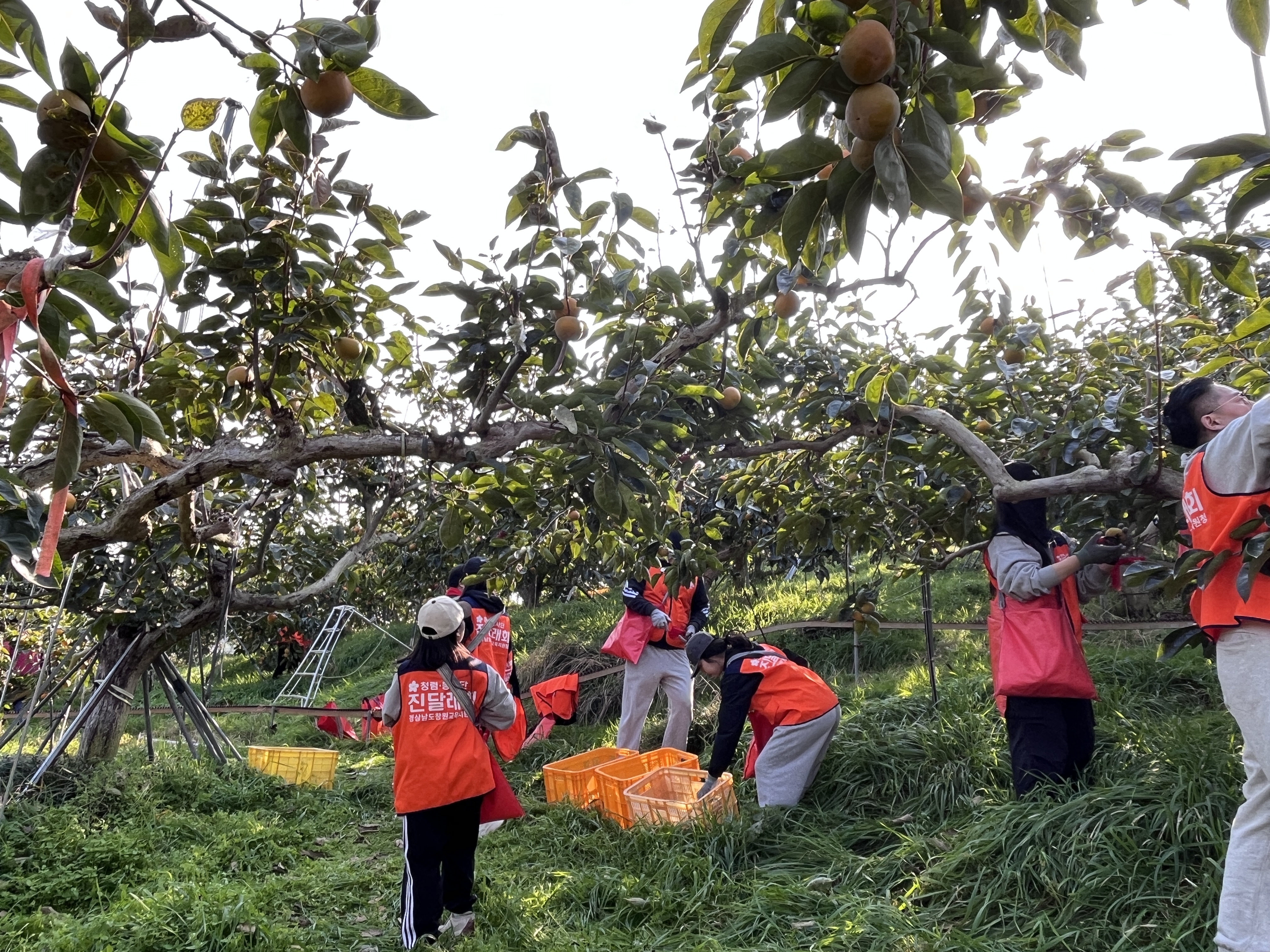 창원교육지원청, ‘사랑의 손길로 함께한 단감 수확’ - 관련이미지2