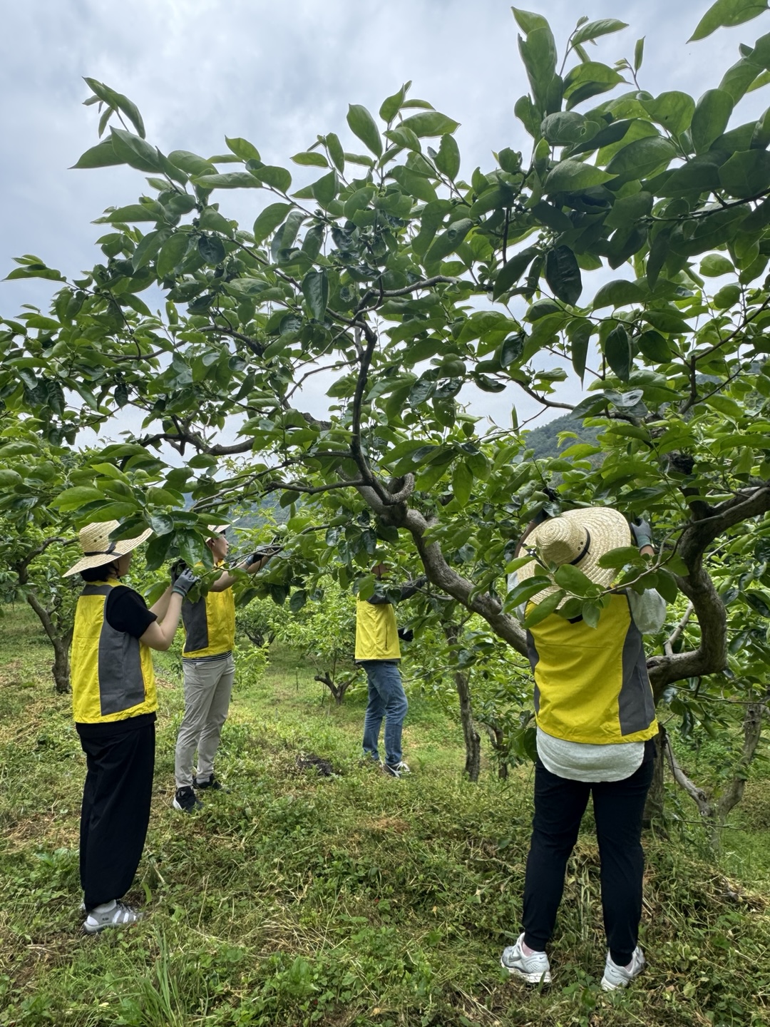 사천교육지원청, 감꽃 솎고 청렴 키우고 - 관련이미지3