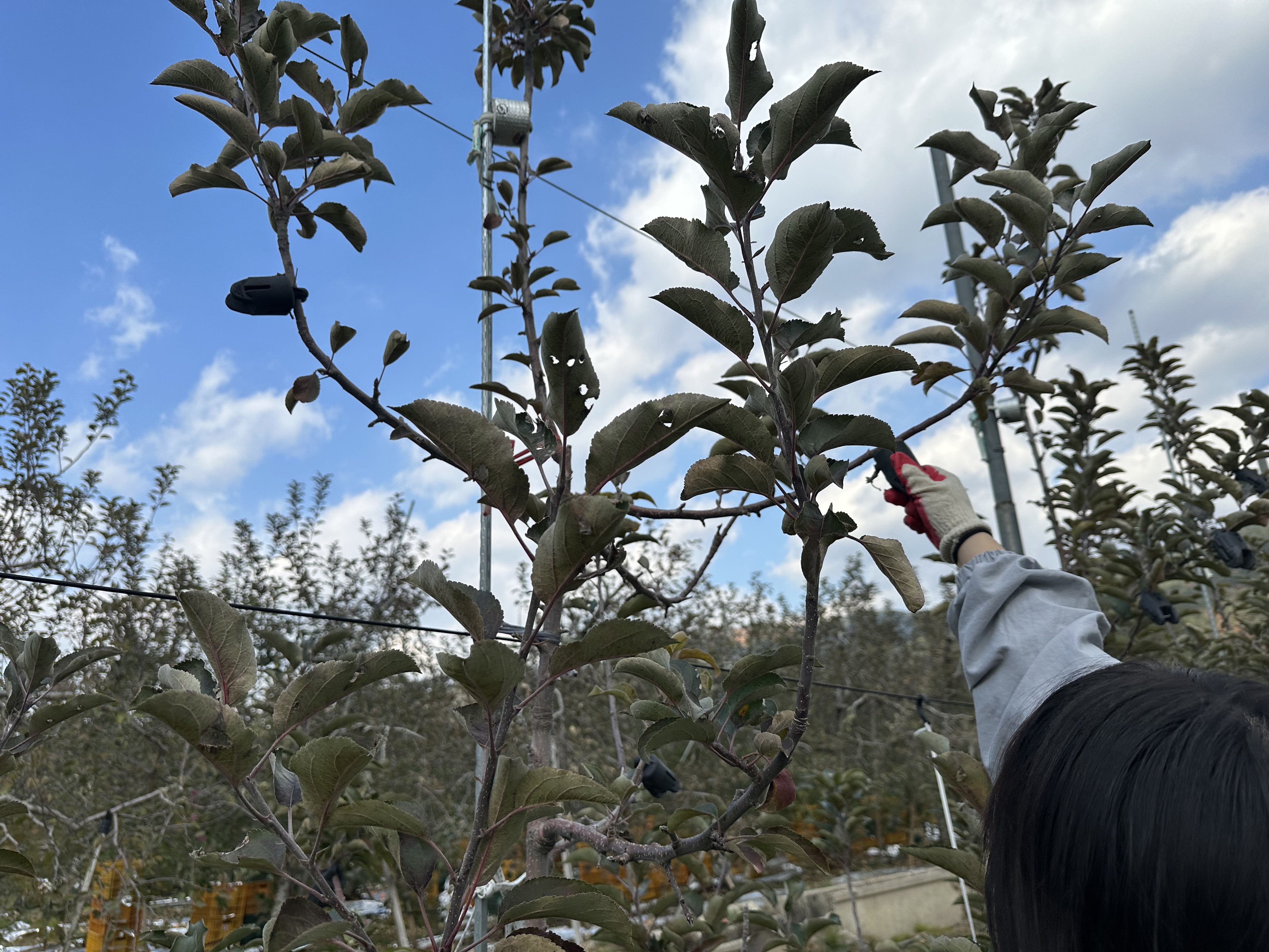 거창교육지원청, 일손은 나누고 온기는 더하다 - 청렴·나눔 농촌일손돕기 봉사 실시- - 관련이미지2