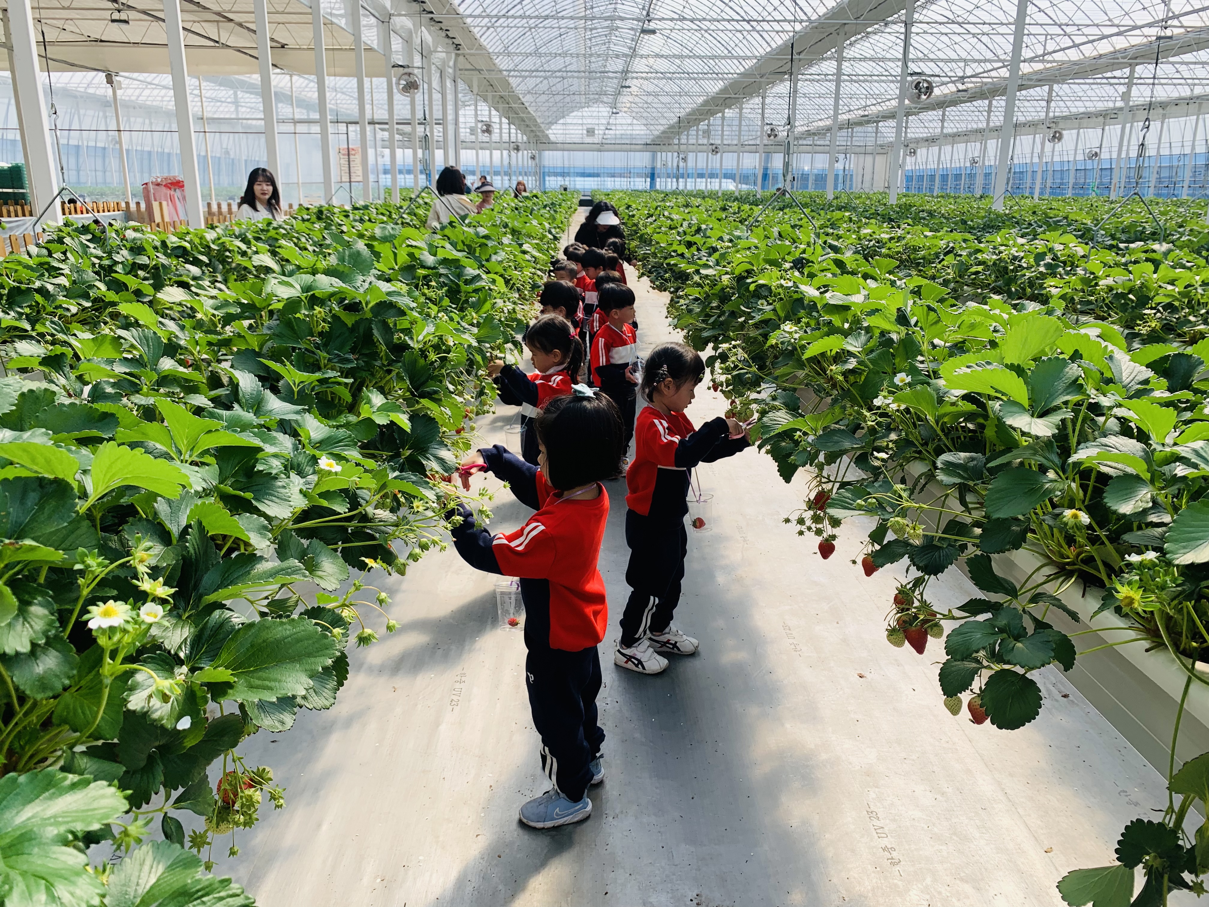 새콤달콤 딸기향 가득한 즐거운 현장체험학습 - 관련이미지2