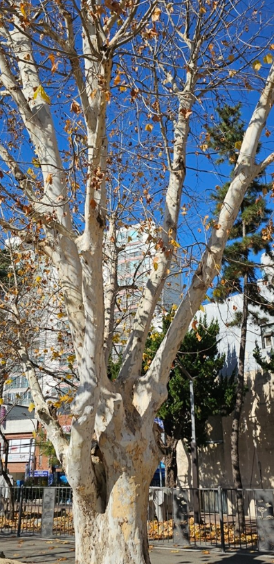 [기고] 플라타너스의 눈물 - 관련이미지2