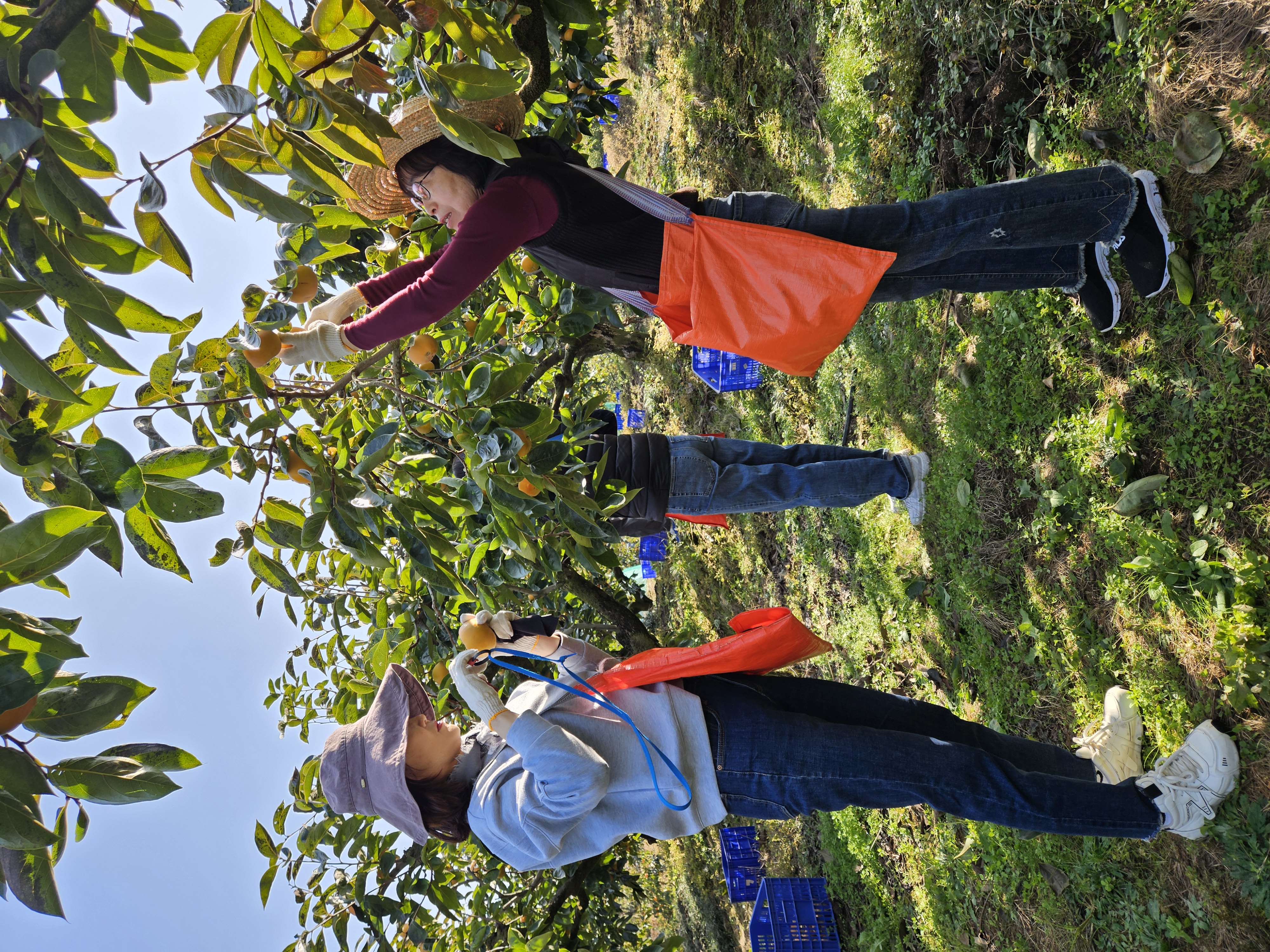 김해교육지원청, 단감으로 피워낸 청렴 향기 - 관련이미지2