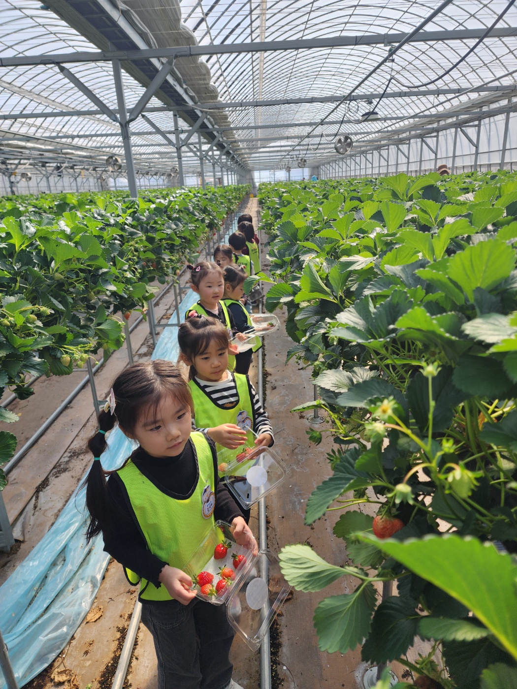 천령유, 달콤한 딸기향이 가득하고 스마트하고 똑똑한 스마트팜 딸기 농장으로 가요 - 관련이미지1