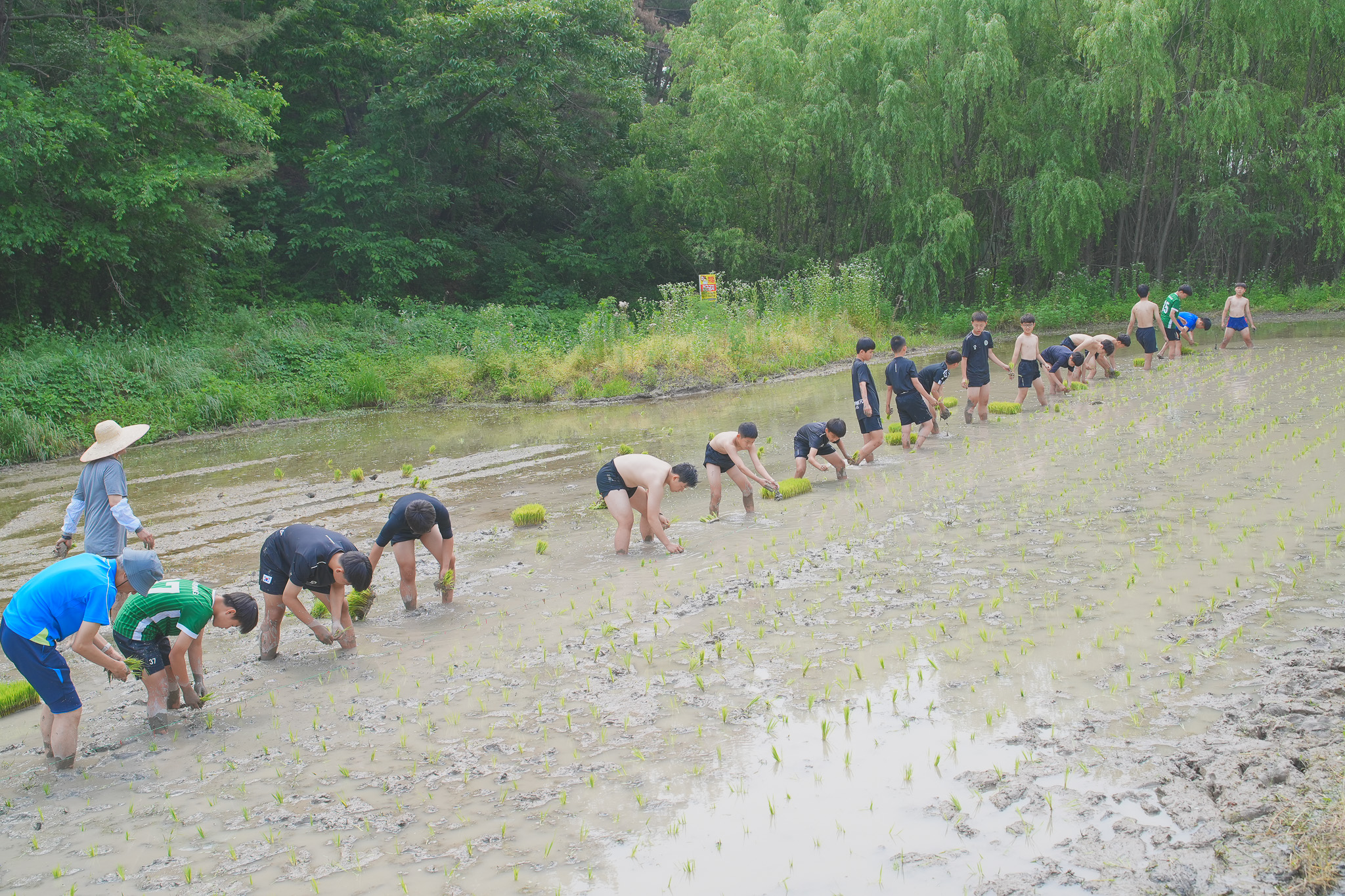 성산중학교, 생태 감수성 키우는 모내기 체험활동 실시 - 관련이미지2