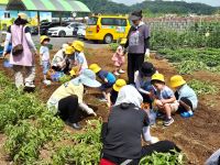 창녕유치원 텃밭에서 맛보는 수확의 즐거움 '유-보통합 텃밭 체험 프로그램 '꼬마 농부들의 감자 캐기'  - 관련이미지1