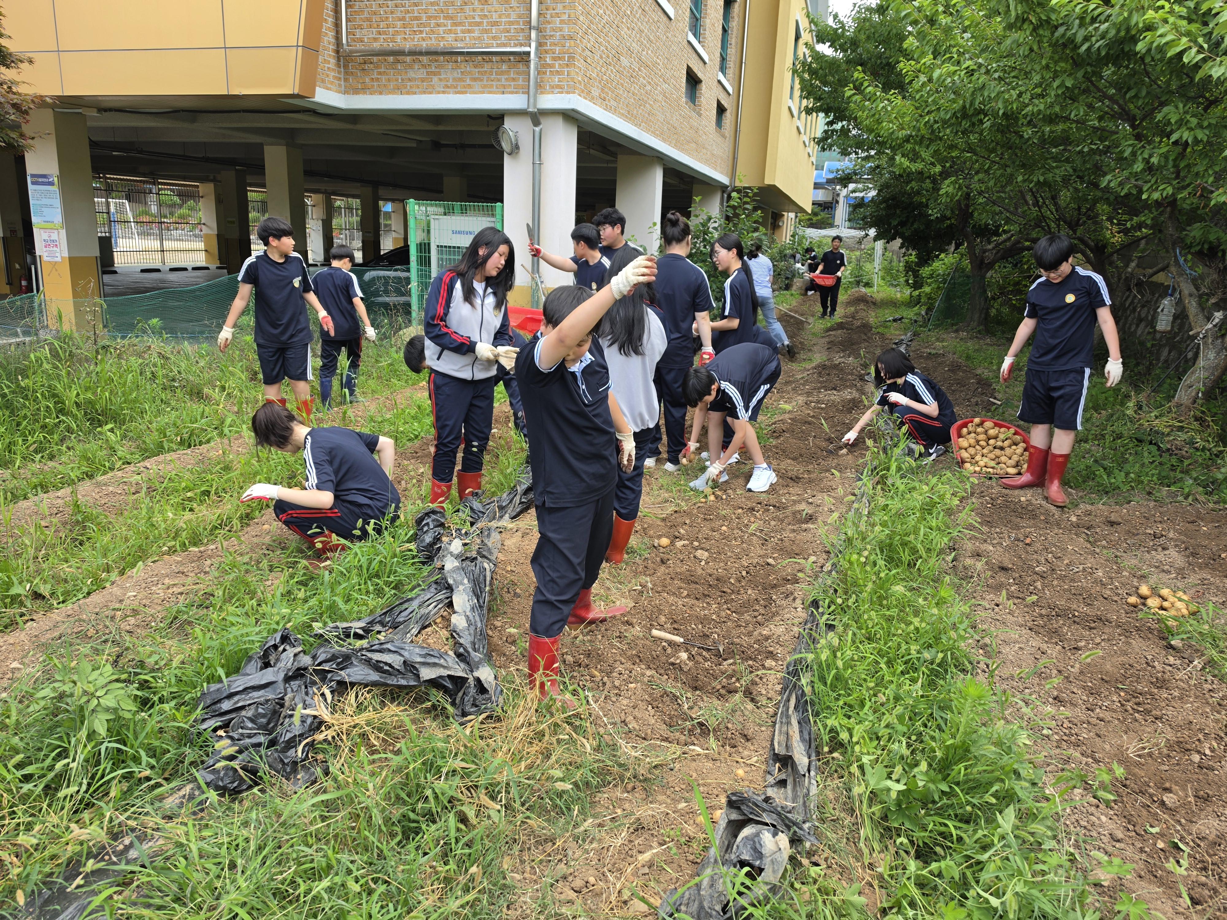 하청중학교 4-H 동아리  직접 키운 감자로 지역사회에 따뜻한 나눔 실천 - 관련이미지1
