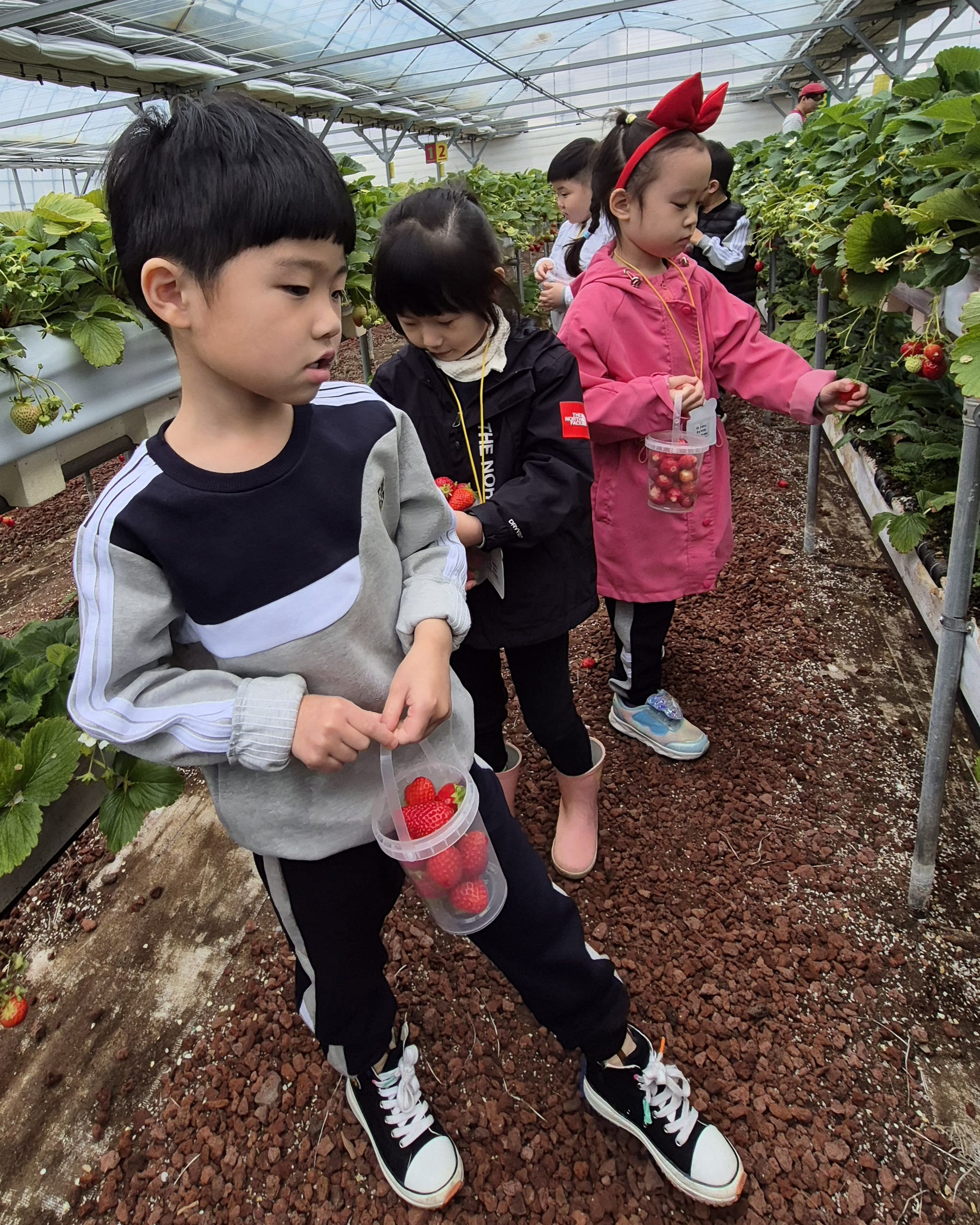 가촌초등학교병설유치원, 딸기 따기 및 요리활동 체험 실시 - 관련이미지1