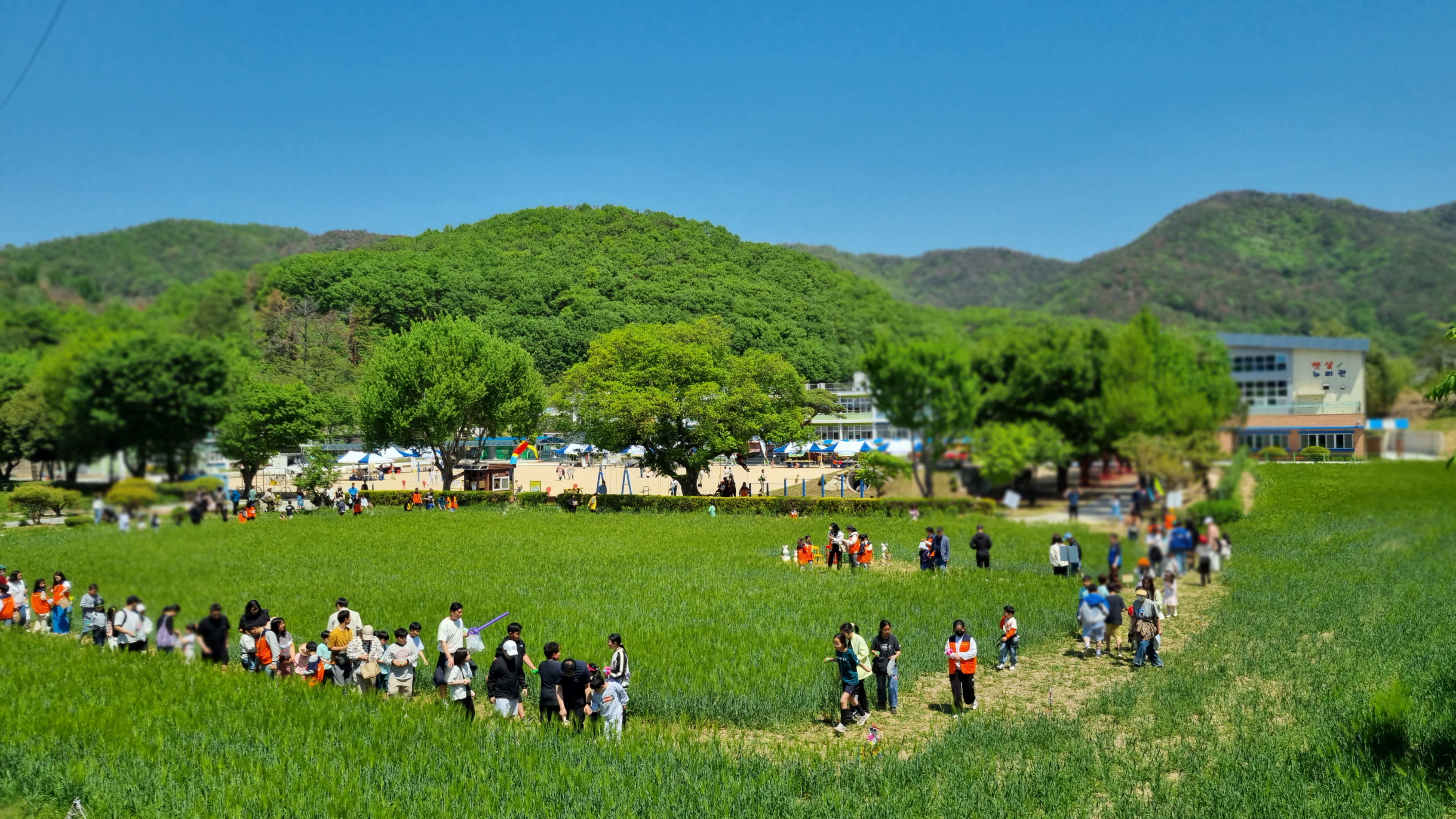 밀양 숭진초 청보리밭축제, 지역상생의 축제로 자리매김 - 관련이미지1