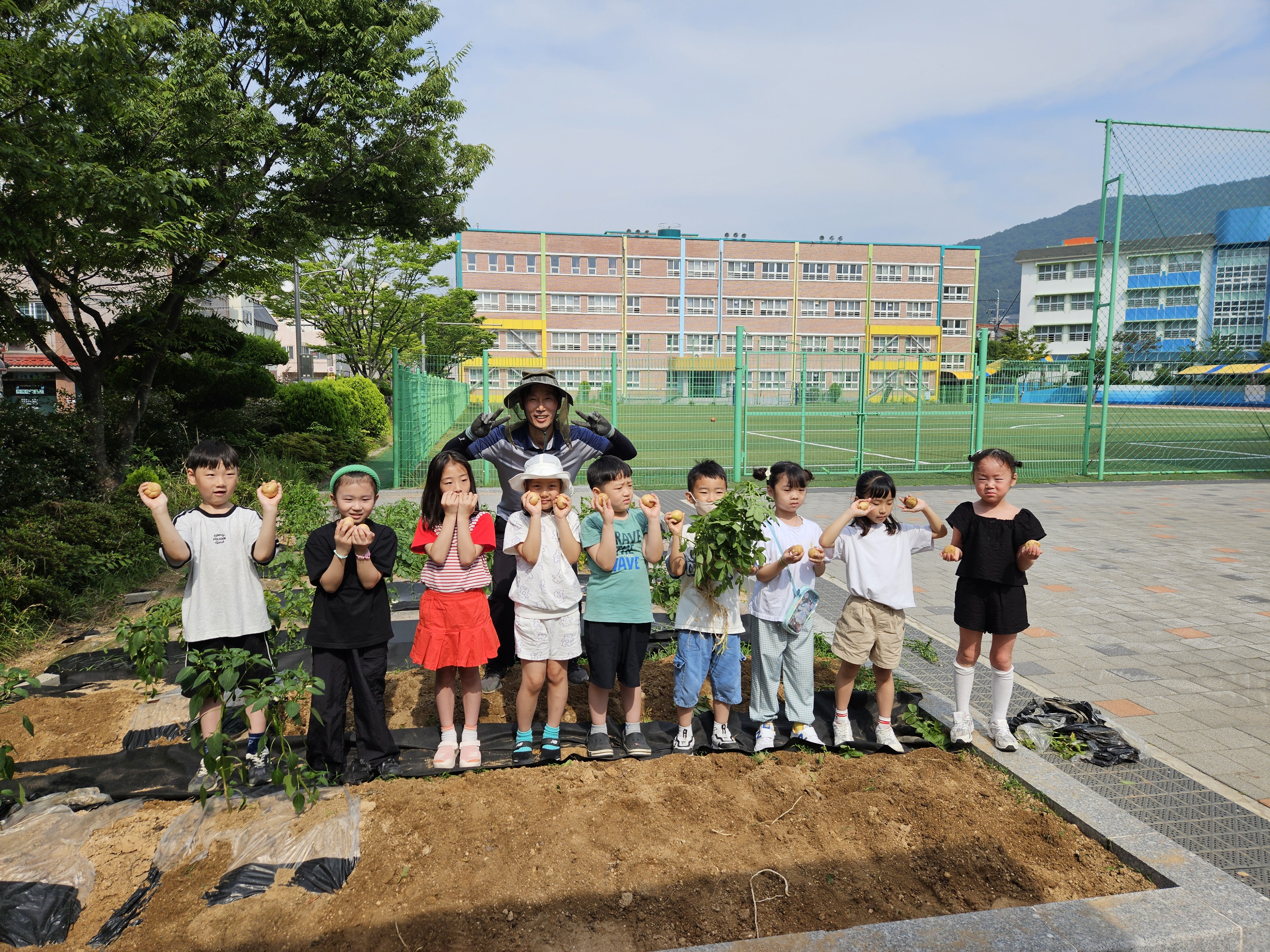 김해 외동초등학교 감자동산 감자 수확 (3월에 심은 감자, 결실을 맺어 1학년 학생들의 품으로) - 관련이미지1