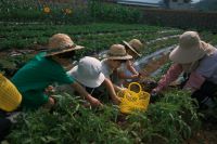 창녕유치원 텃밭에서 맛보는 수확의 즐거움 '유-보통합 텃밭 체험 프로그램 '꼬마 농부들의 감자 캐기'  - 관련이미지2
