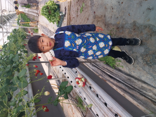 <병곡초> 딸기농장 체험학습 - 관련이미지3