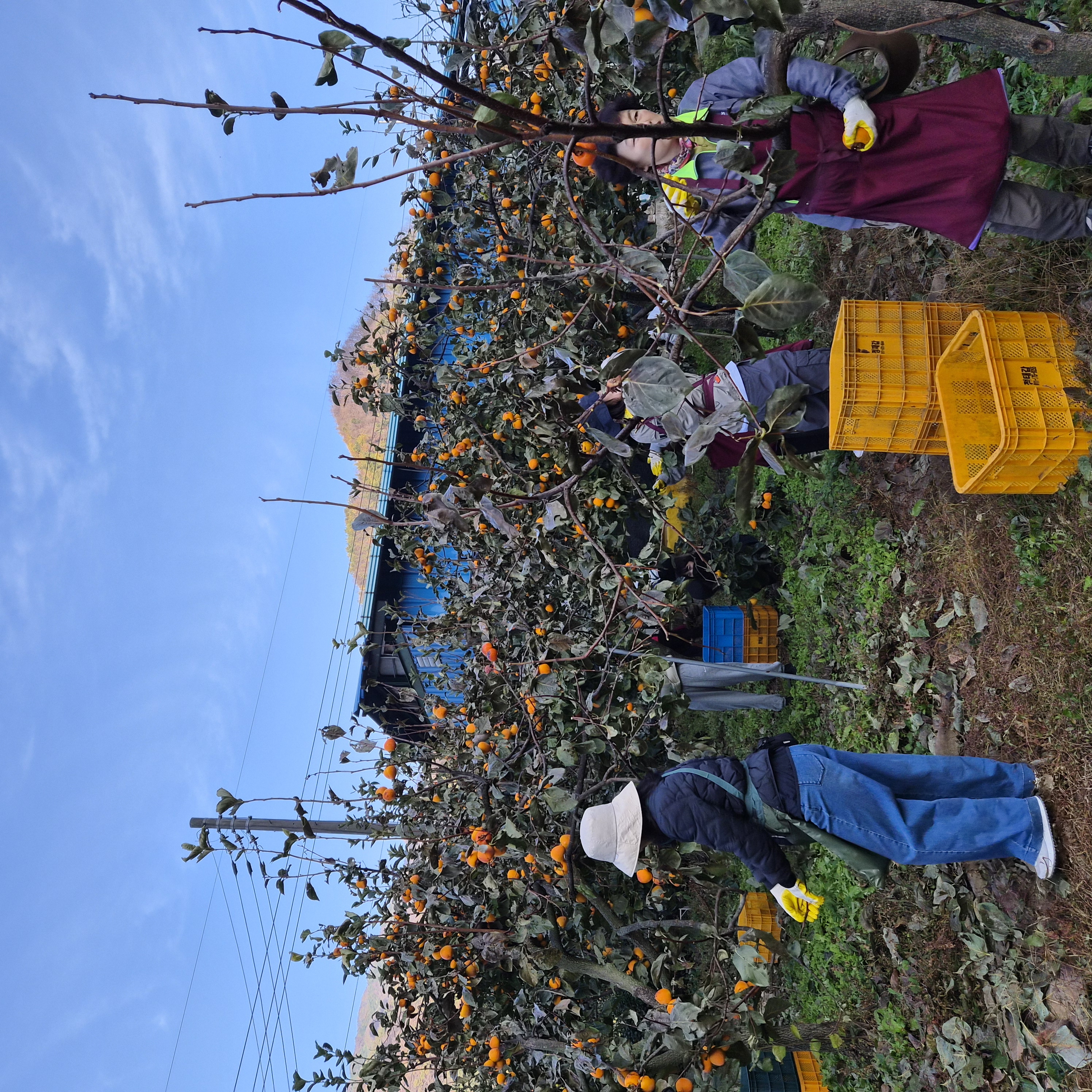 산청교육지원청, 가을철 농촌일손돕기 실시 - 관련이미지2