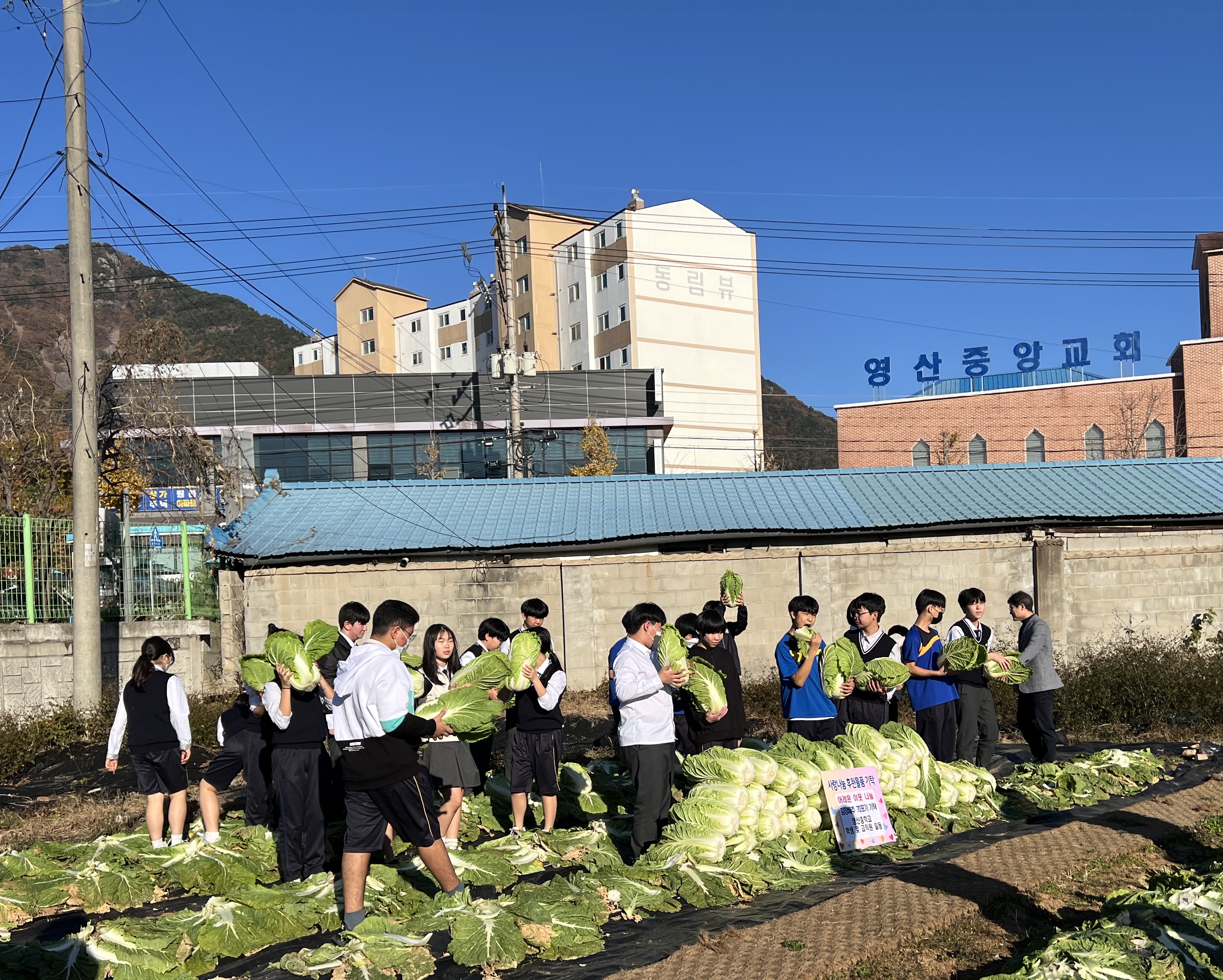 영산중학교, 배추 70포기 영산면사무소 기증  - 학생들이 직접 심고 가꾼 사랑의 텃밭 나눔 실천 – - 관련이미지1