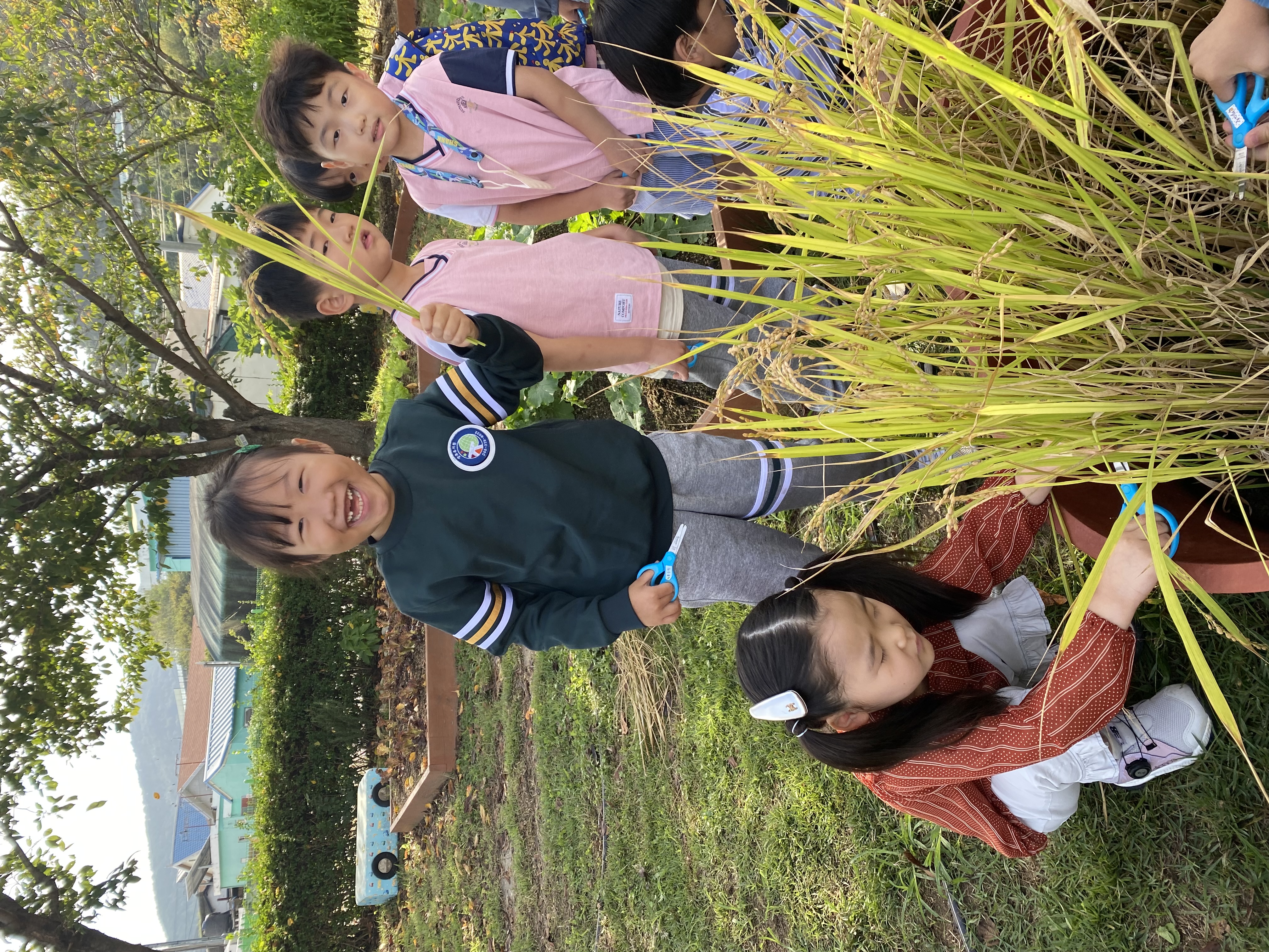 장유유치원, 유아들과 함께한 벼 수확 체험 - 관련이미지1