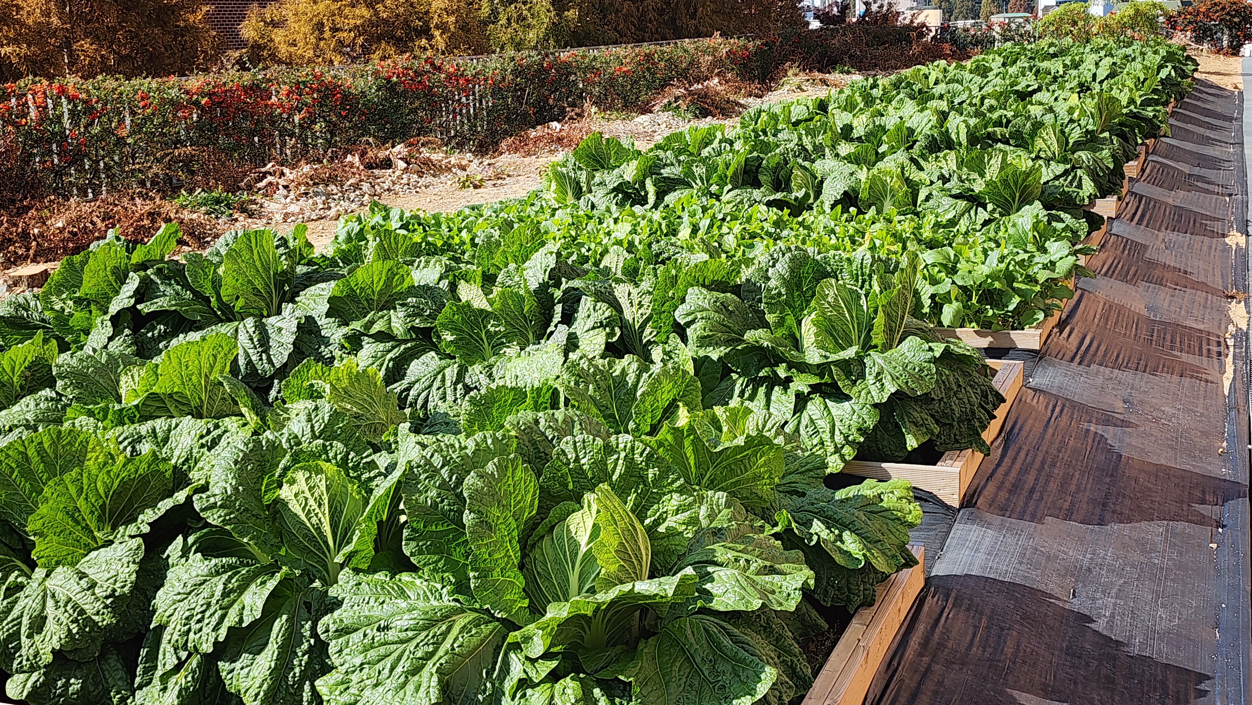 창원성민여자고등학교, “버려진 땅에서 지역을 잇는 생태교육의 장으로”… 학생 주도 텃밭 프로젝트 성과   - 관련이미지1