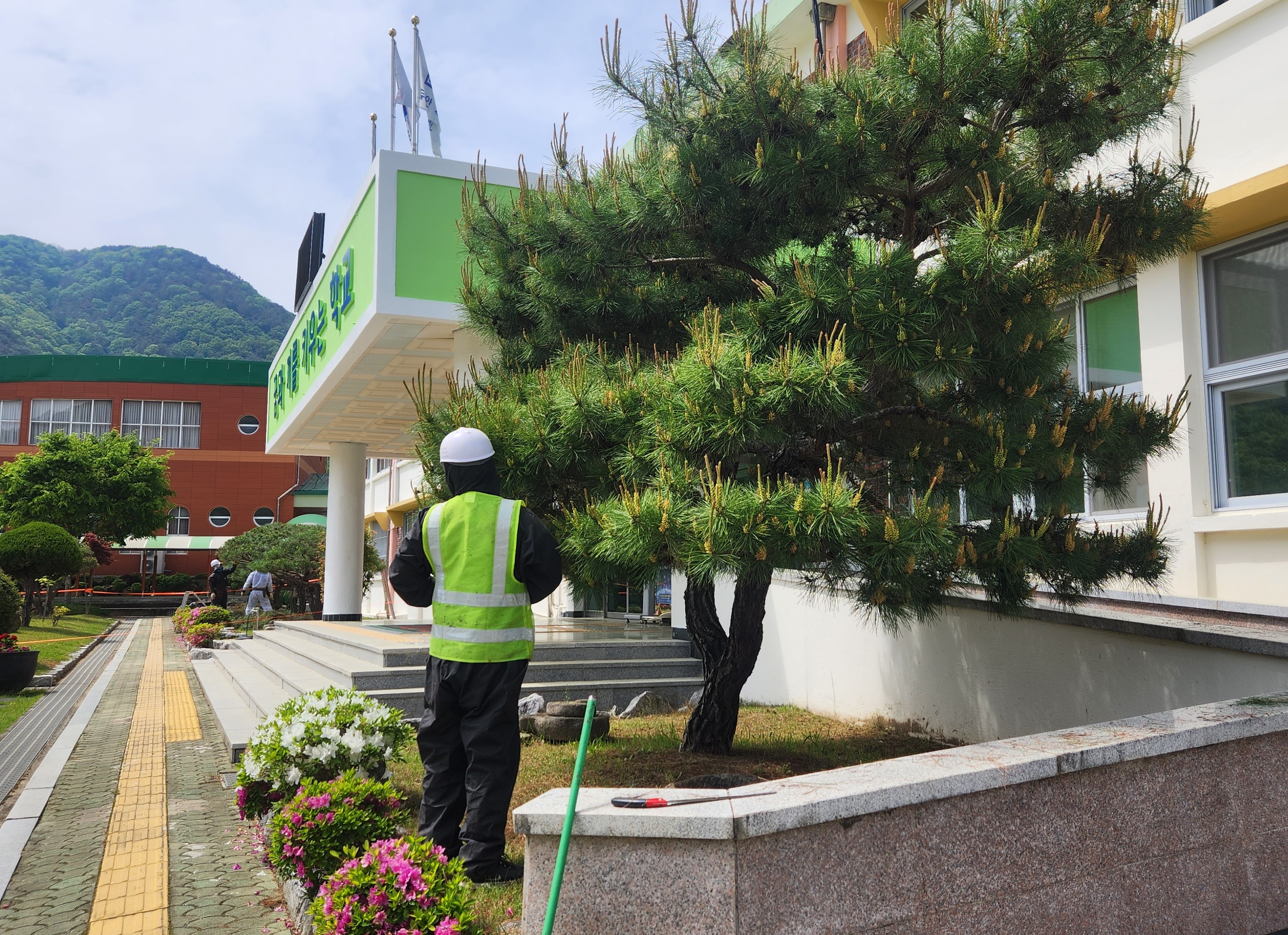 밀양교육지원청, 학교 소나무를 품격있게 관리한다 - 관련이미지2
