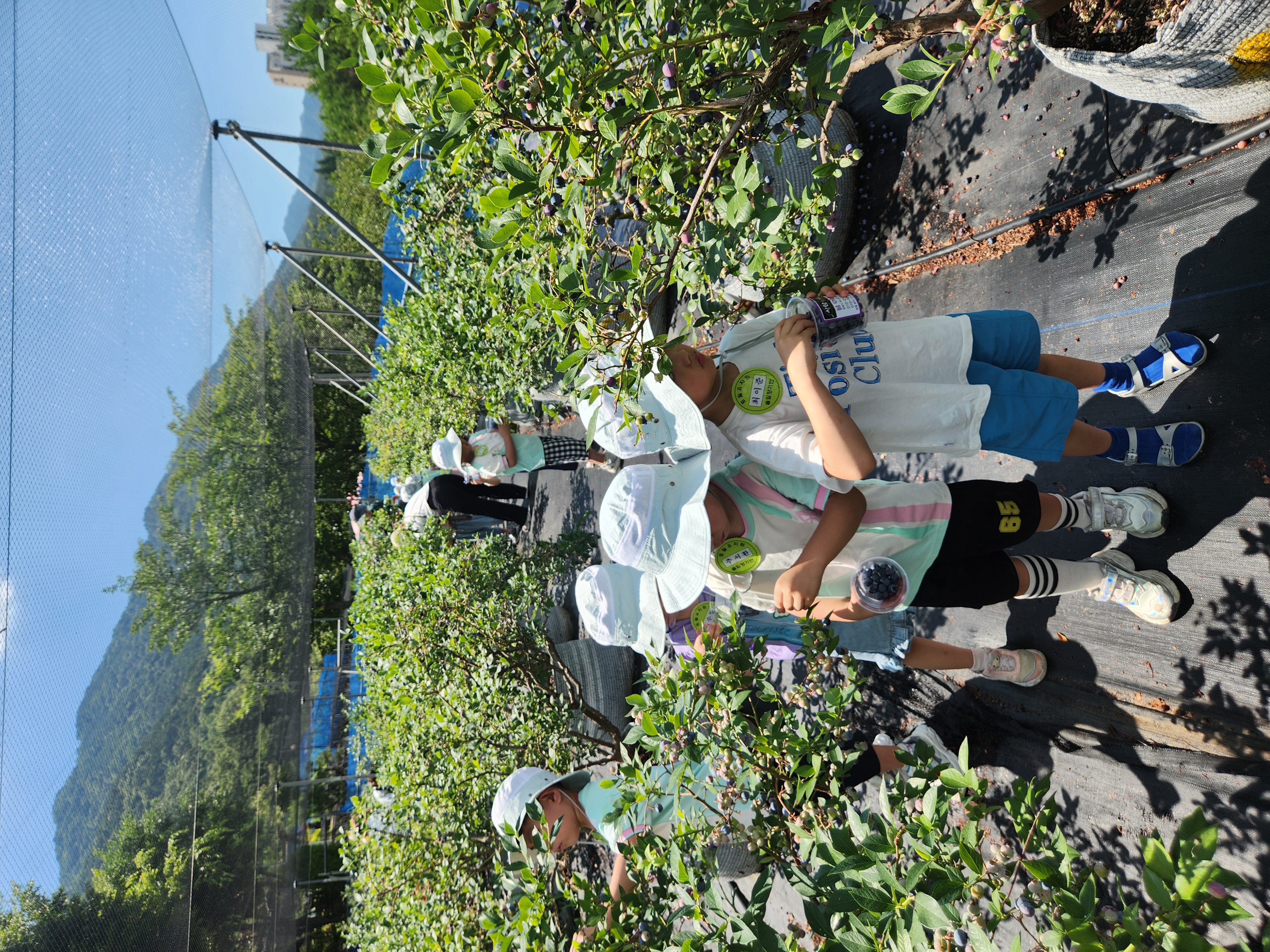“토월유치원, 블루베리 수확 체험으로 배우는 감사와 생명의 소중함” - 관련이미지2