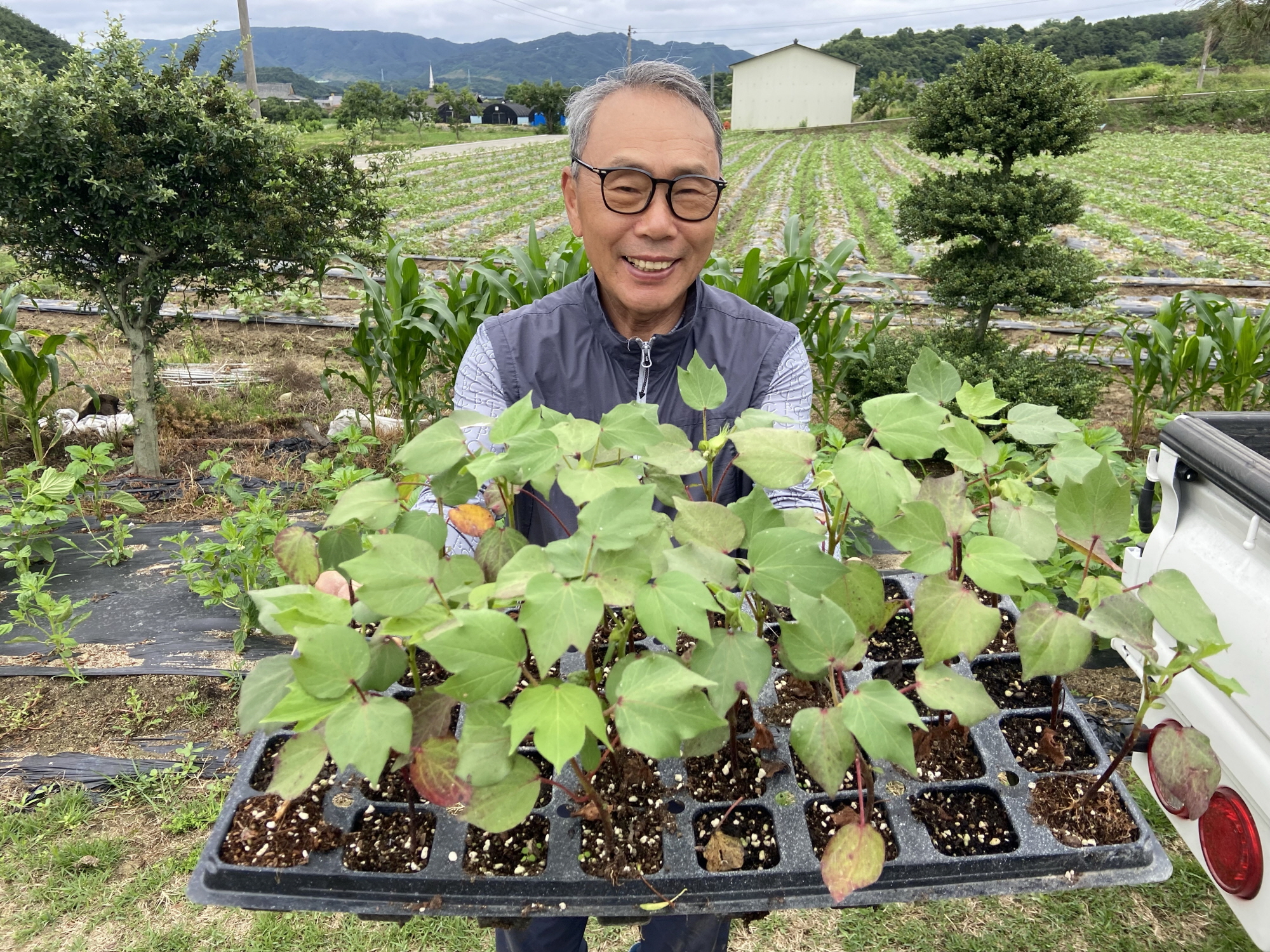 함양교육지원청, 교육용 목화모종 기부받아 학교로 전달 - 관련이미지3