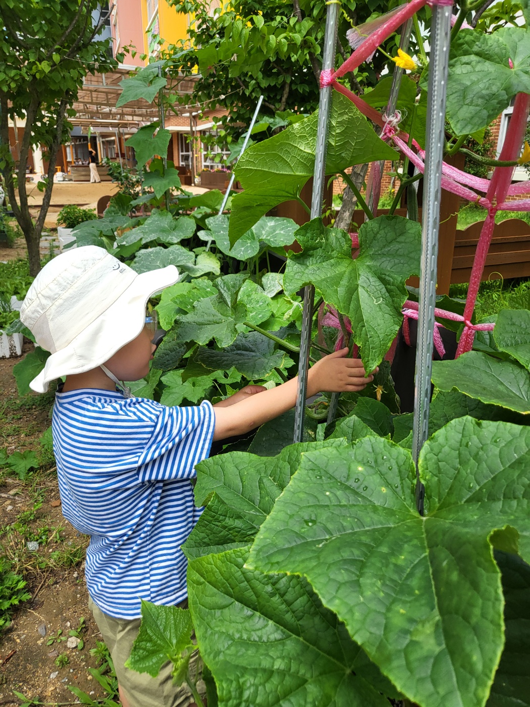 가촌초병설유치원, 생태동아리 친환경 먹거리 체험 실시 - 관련이미지2