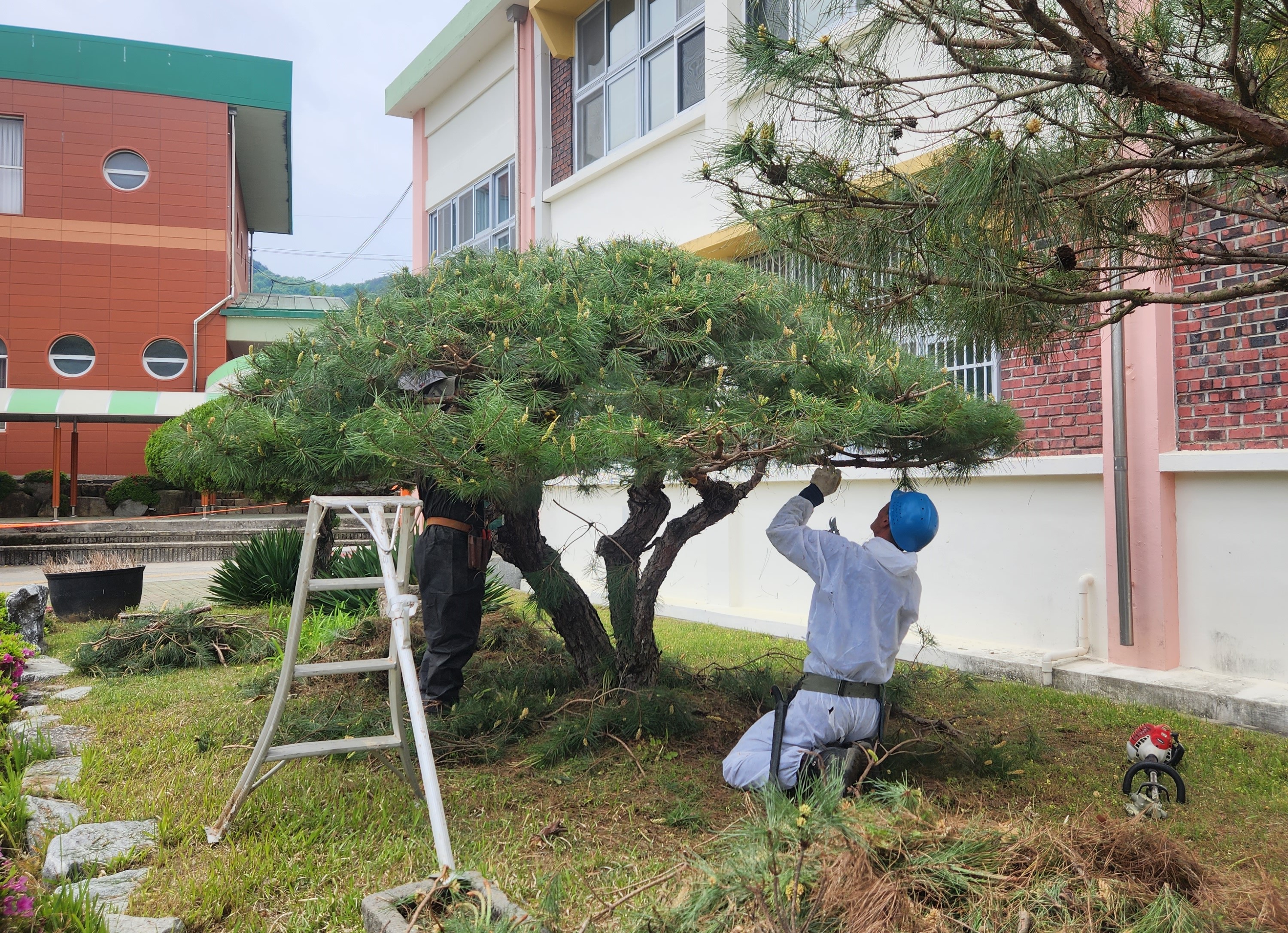밀양교육지원청, 학교 소나무를 품격있게 관리한다 - 관련이미지1