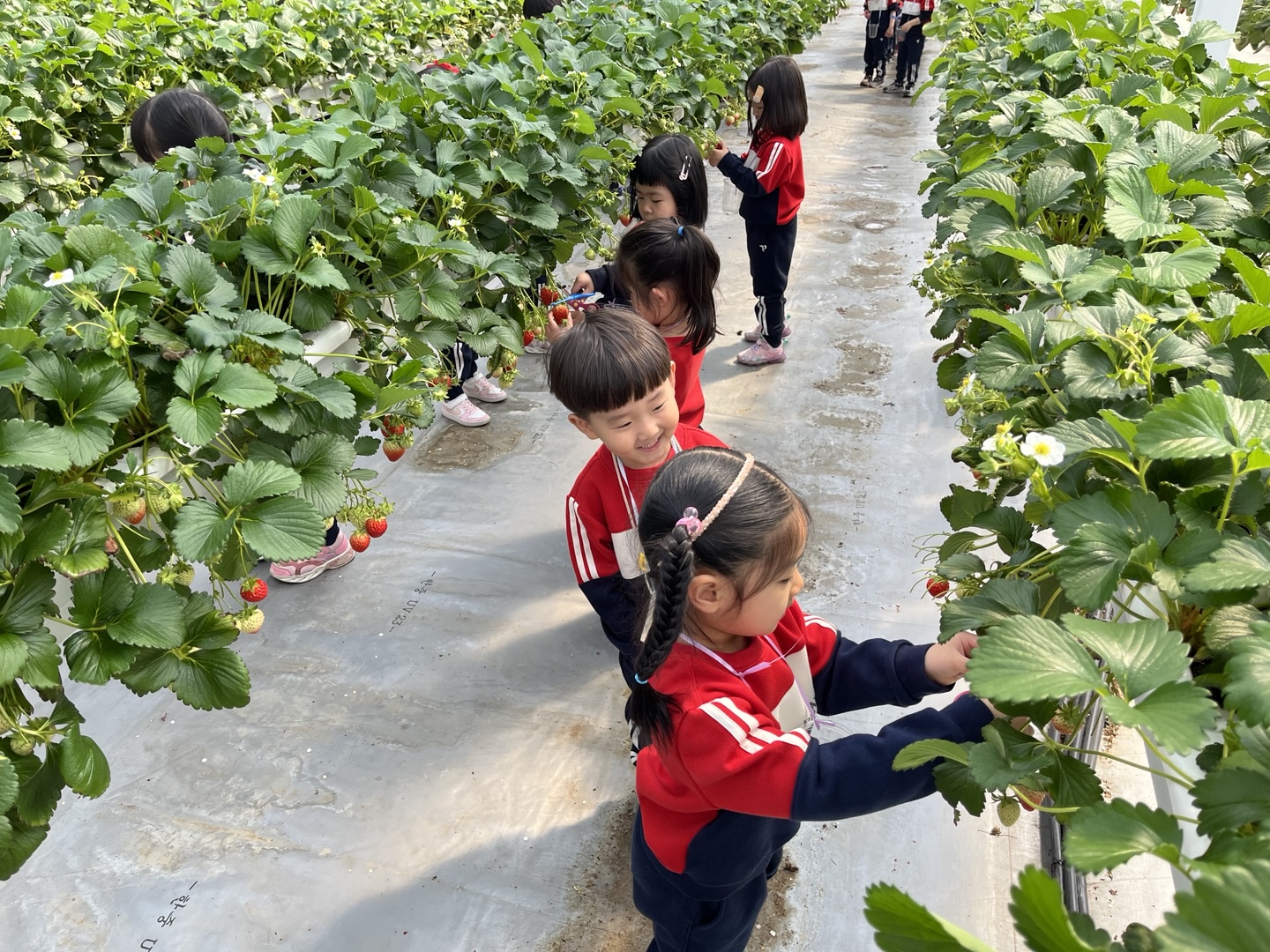 새콤달콤 딸기향 가득한 즐거운 현장체험학습 - 관련이미지1