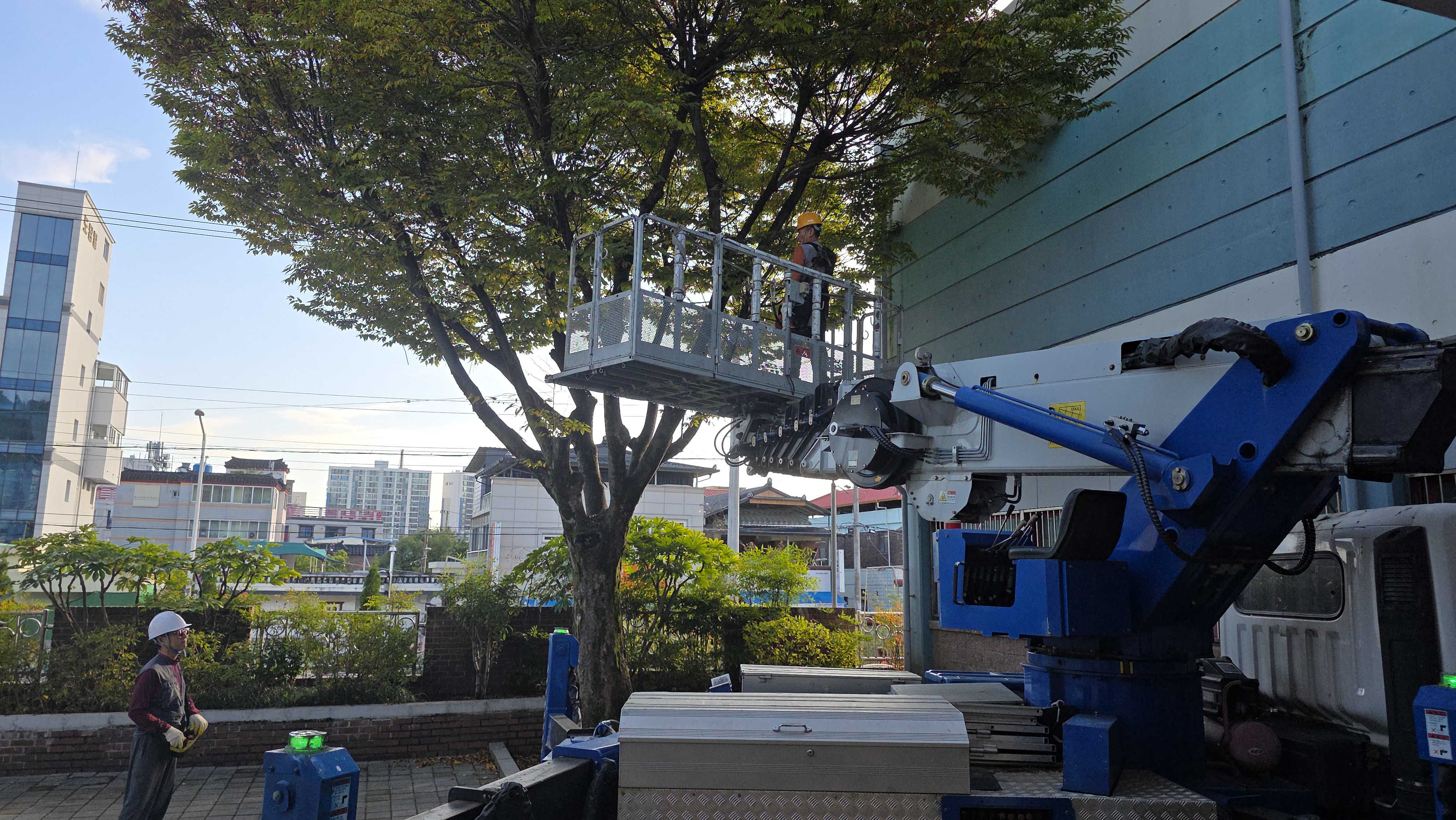 진주교육지원청, 학교통합지원센터 학교 수목 전정 집중 지원  - 관련이미지1