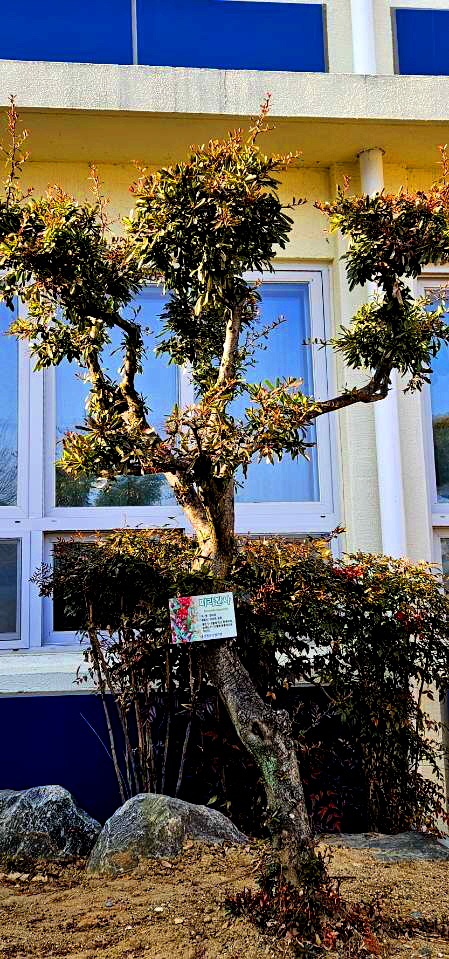 산청초, “우리학교에 피라칸사 살아요!!…산림조합 수목패찰 기부” - 관련이미지1