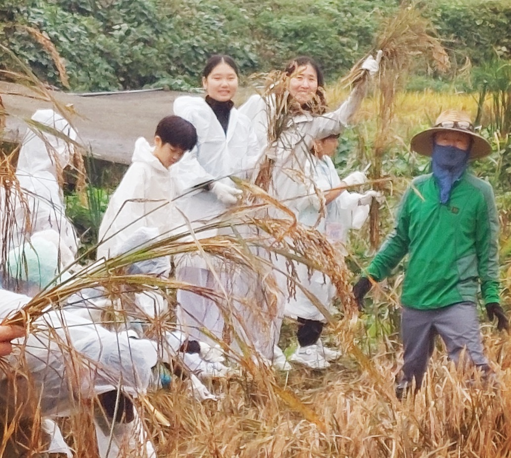 “자연과 함께 여문 가을, 가족이 함께한 다랑논 추수 체험” - 관련이미지2