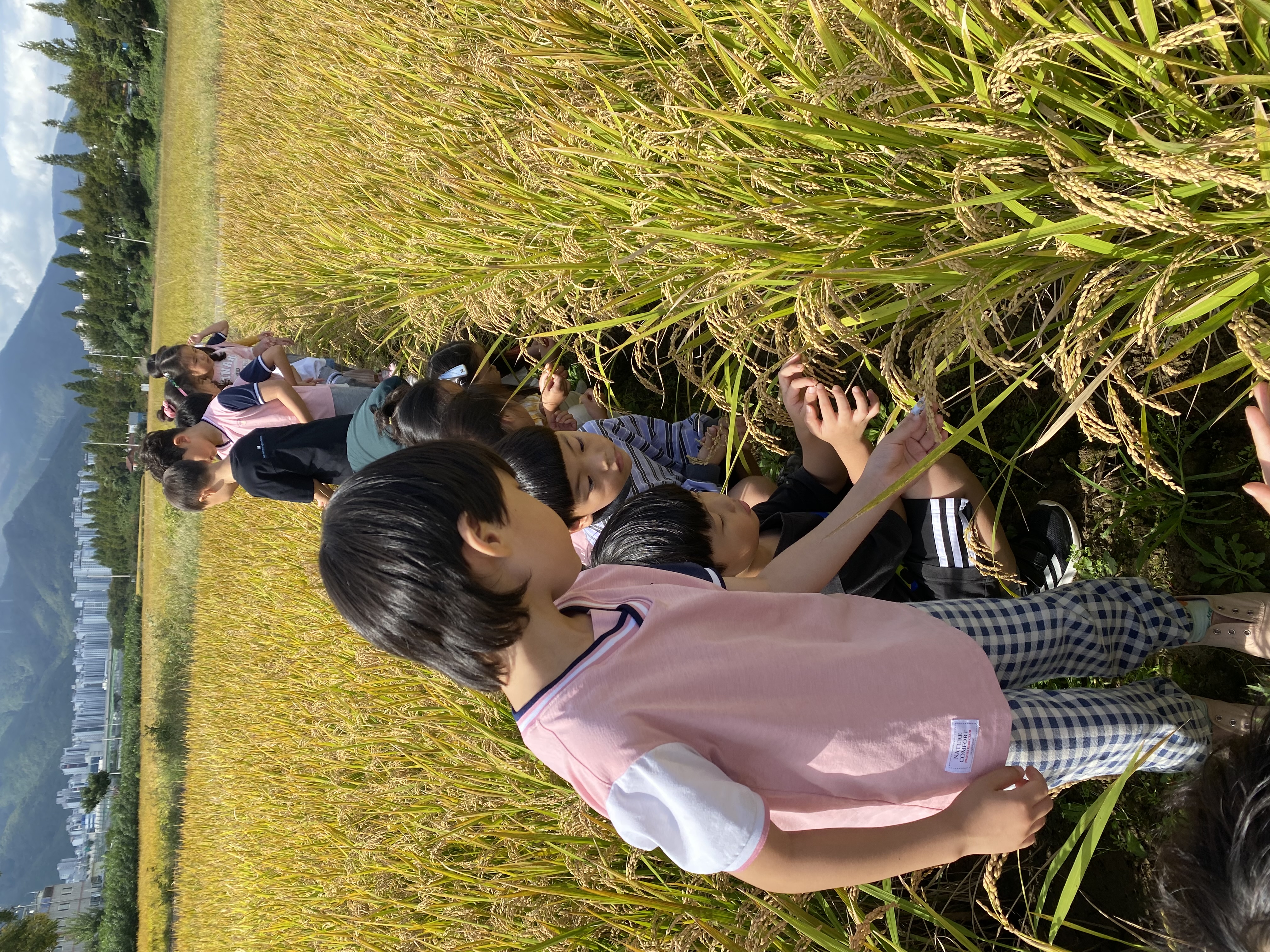 장유유치원, 유아들과 함께한 벼 수확 체험 - 관련이미지3