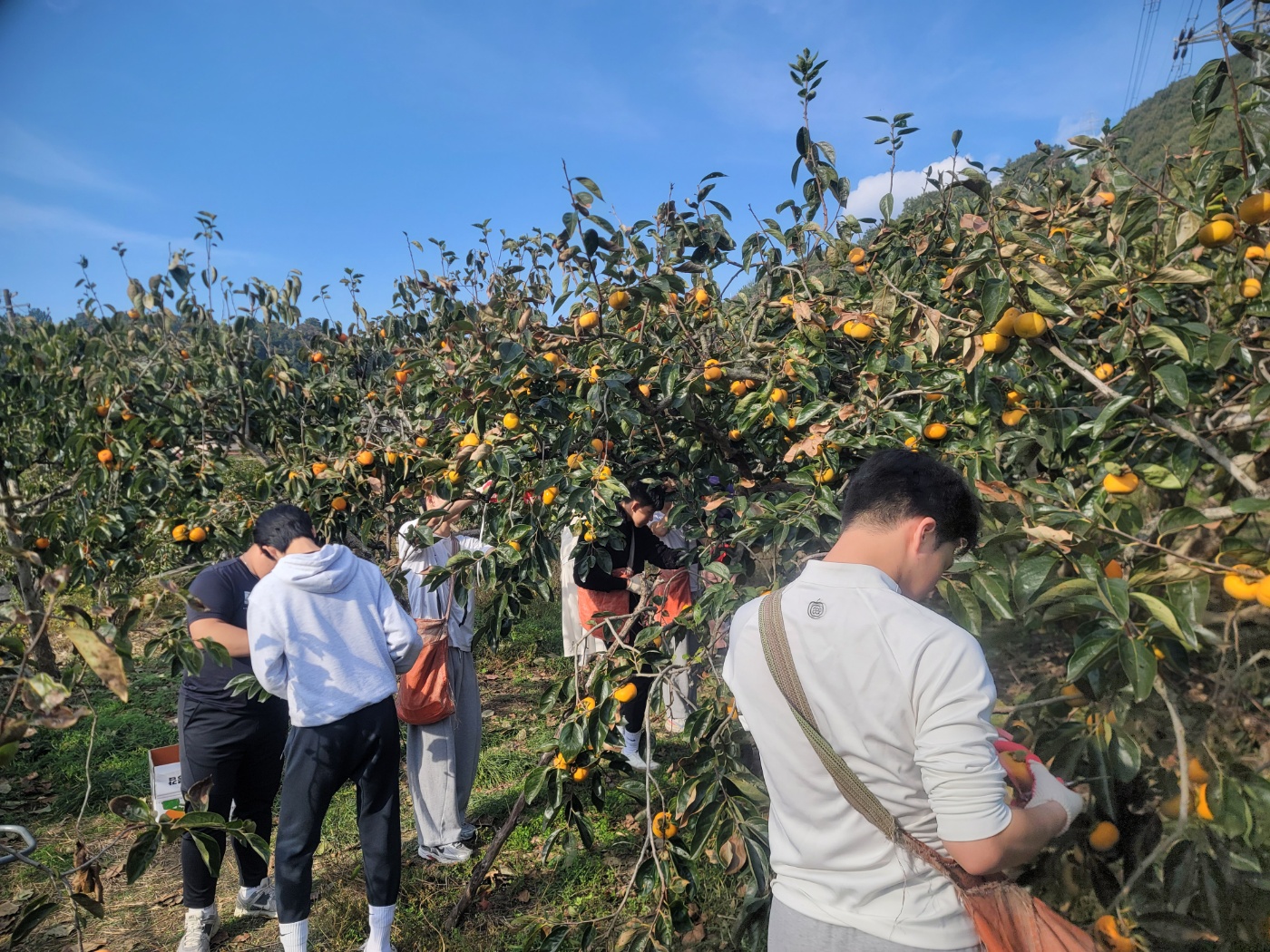 낙동강학생교육원 칠북분원, 가을 수확기 일손 돕기 나서 - 관련이미지2