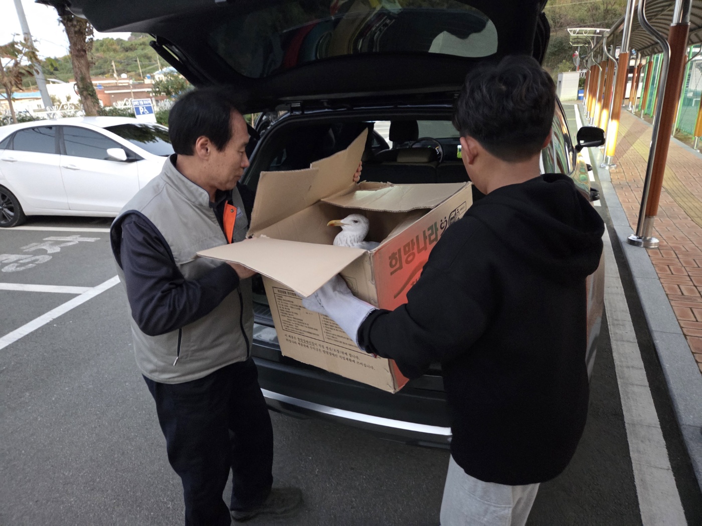 거제 사등초 환경동아리, 부상당한 갈매기 구조 - 관련이미지1