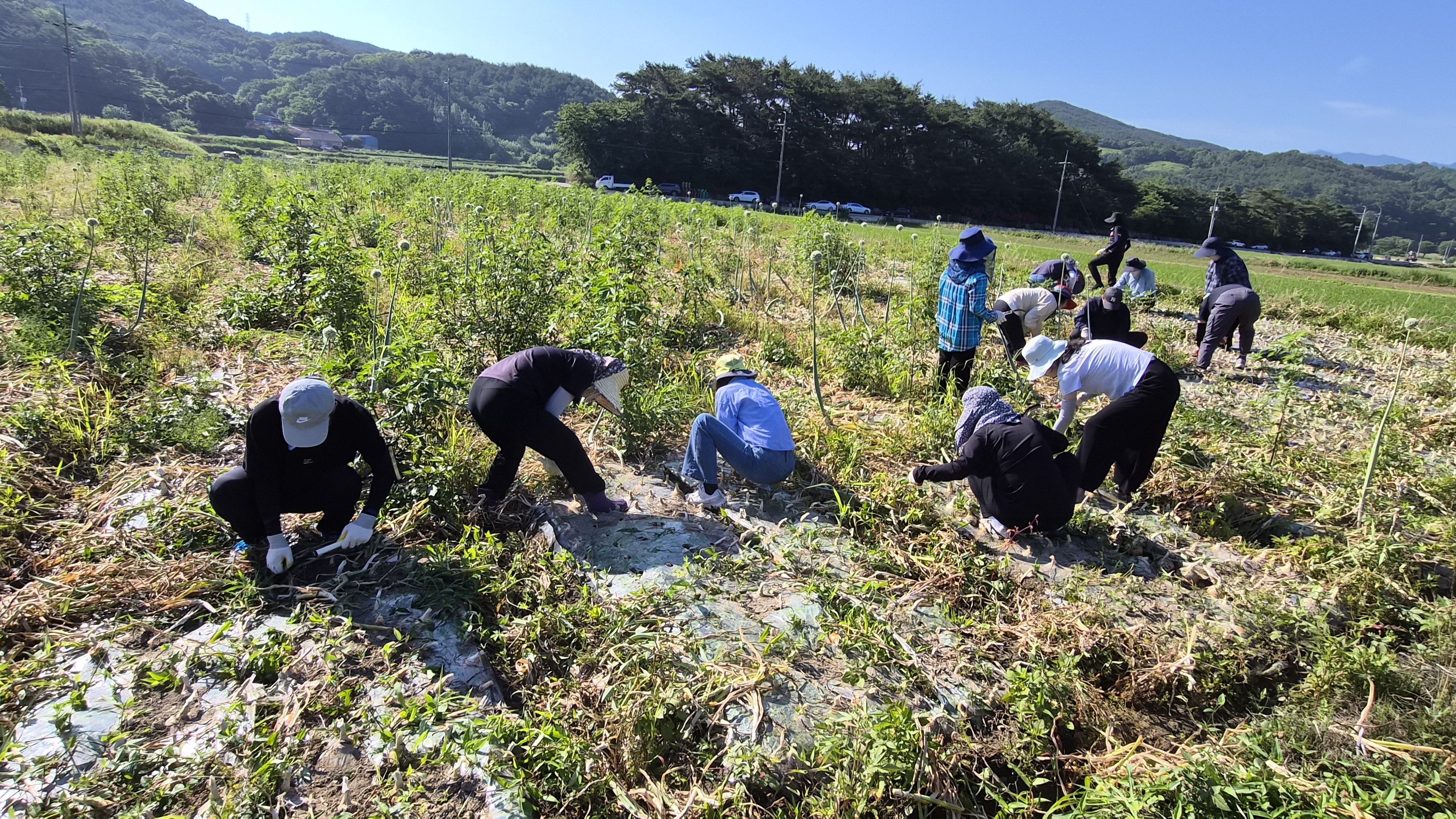 산청교육지원청, 농번기 일손 부족 농가 찾아 나서 - 관련이미지1
