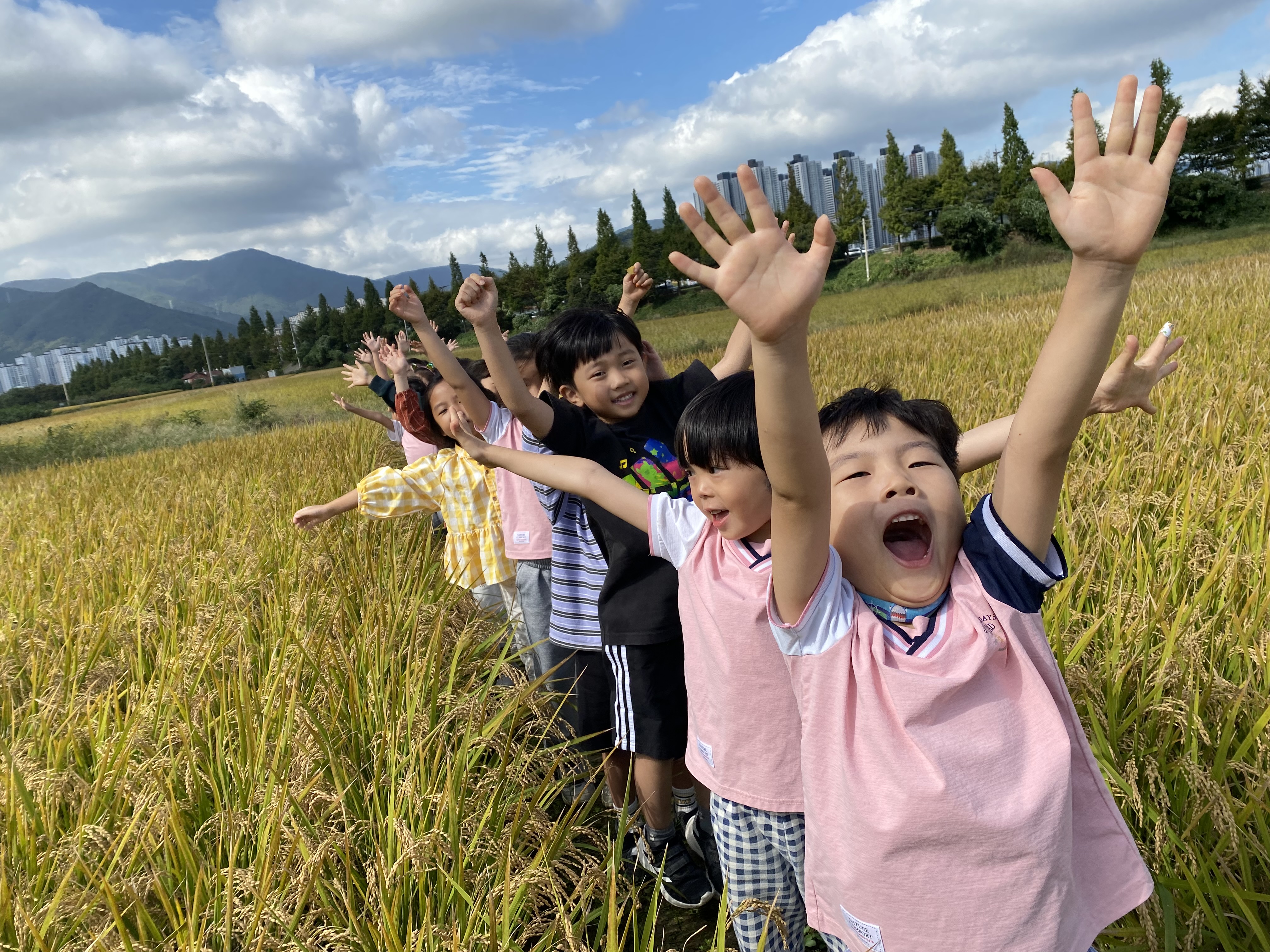 장유유치원, 유아들과 함께한 벼 수확 체험 - 관련이미지4