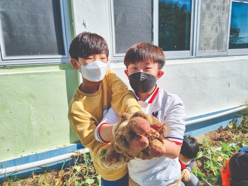 고구마수확.jpg