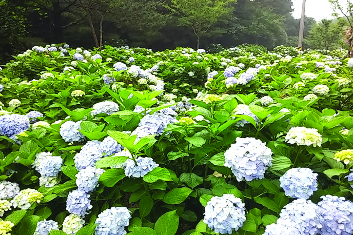 거제수국사진 복사.jpg