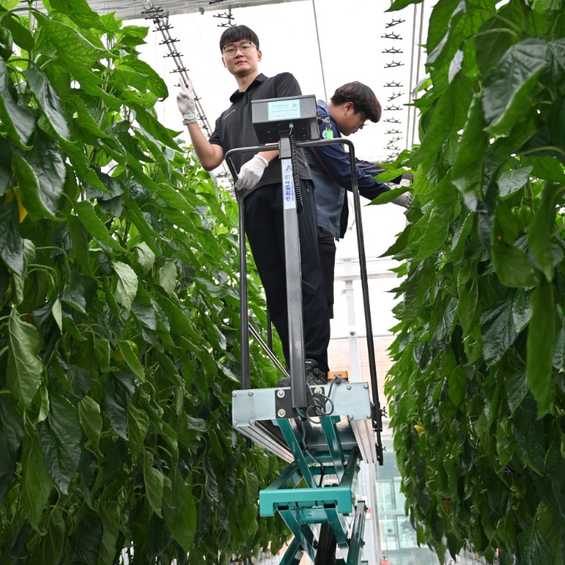 DSC_1489 1. 사다리차를 이용하여 파프리카 가지를 유인줄에 유인하고 가지 선택 작업 등을 실시한다..JPG
